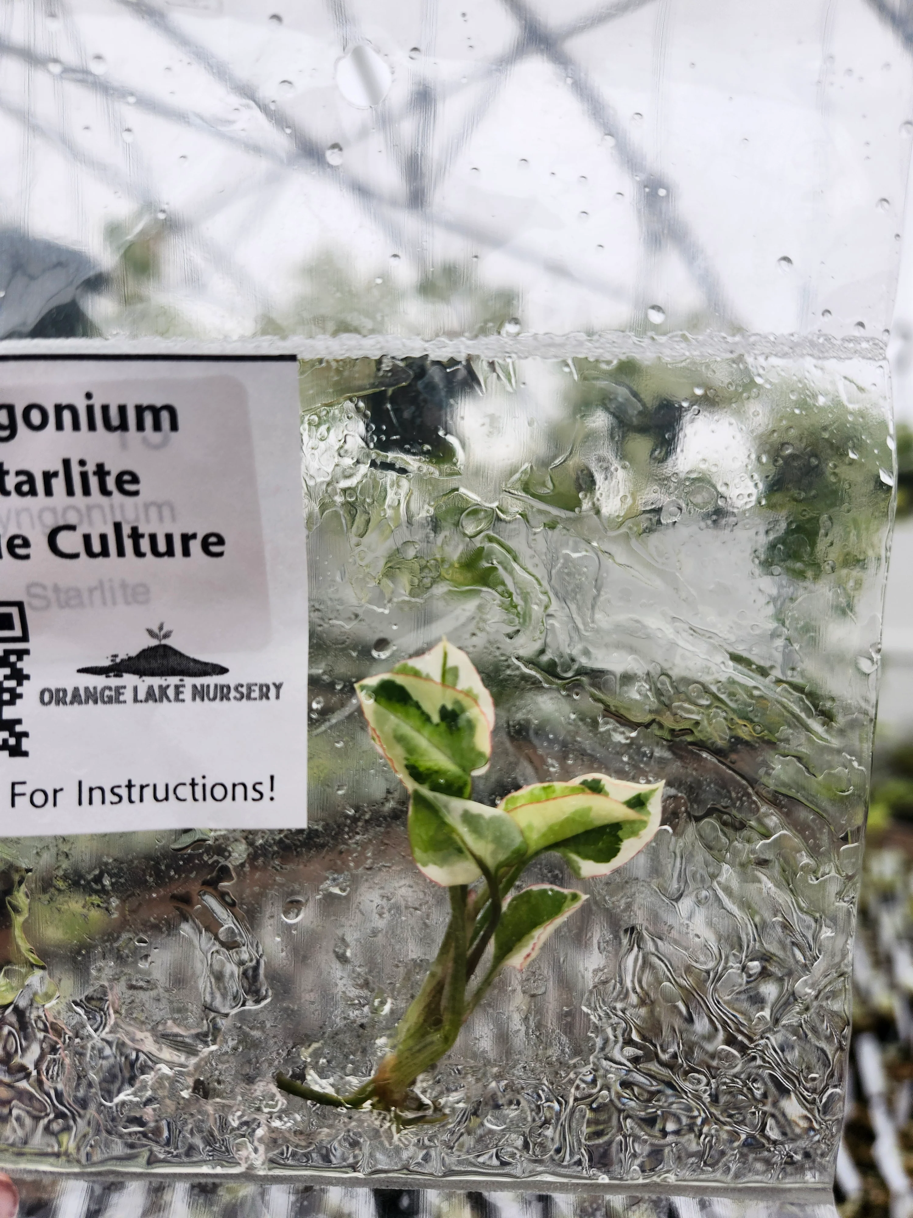 Syngonium Starlite Tissue Culture - Image 3