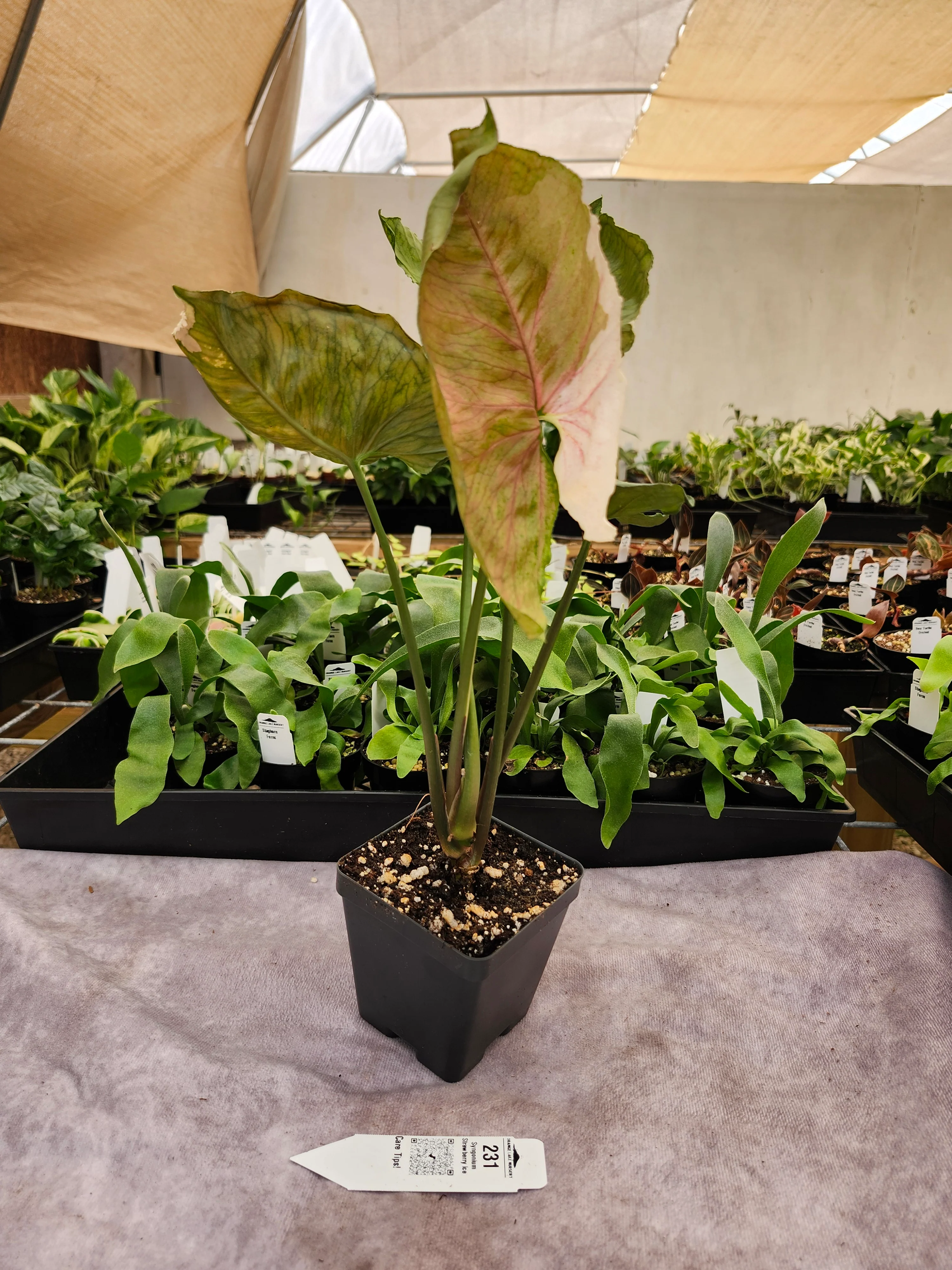 Syngonium Strawberry Ice (4in)-231 - Image 2