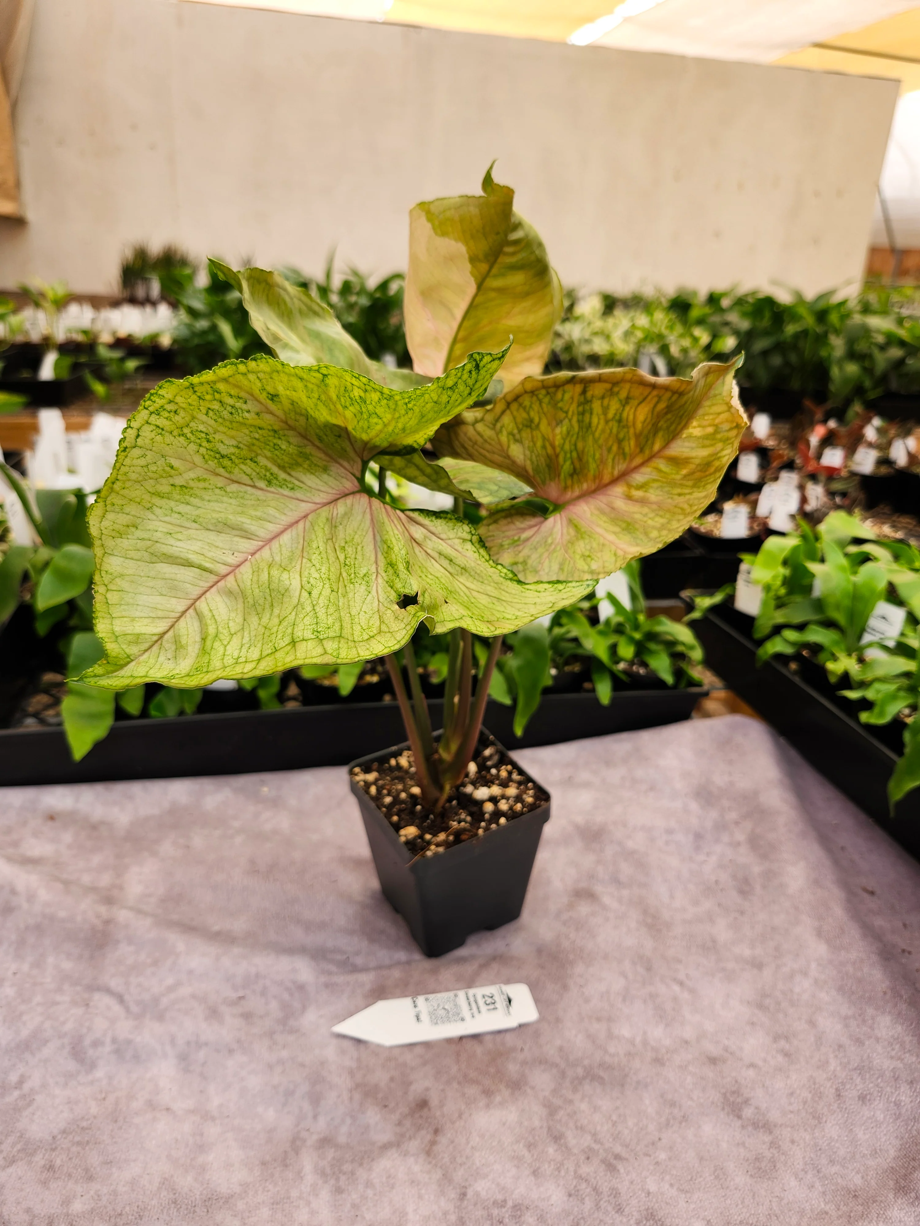 Syngonium Strawberry Ice (4in)-231 - Image 3