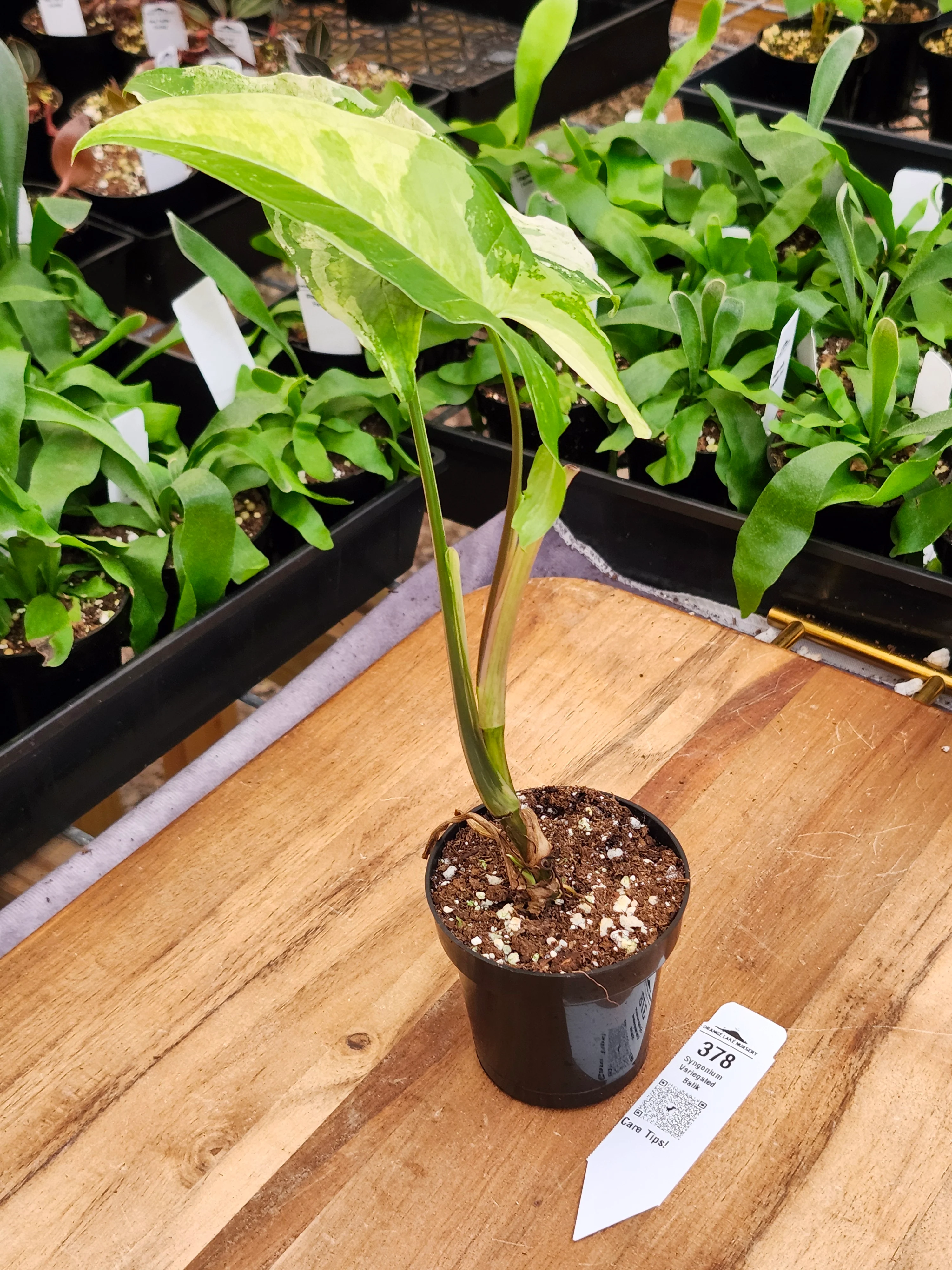 Syngonium Variegated Batik (3in)-378 - Image 2