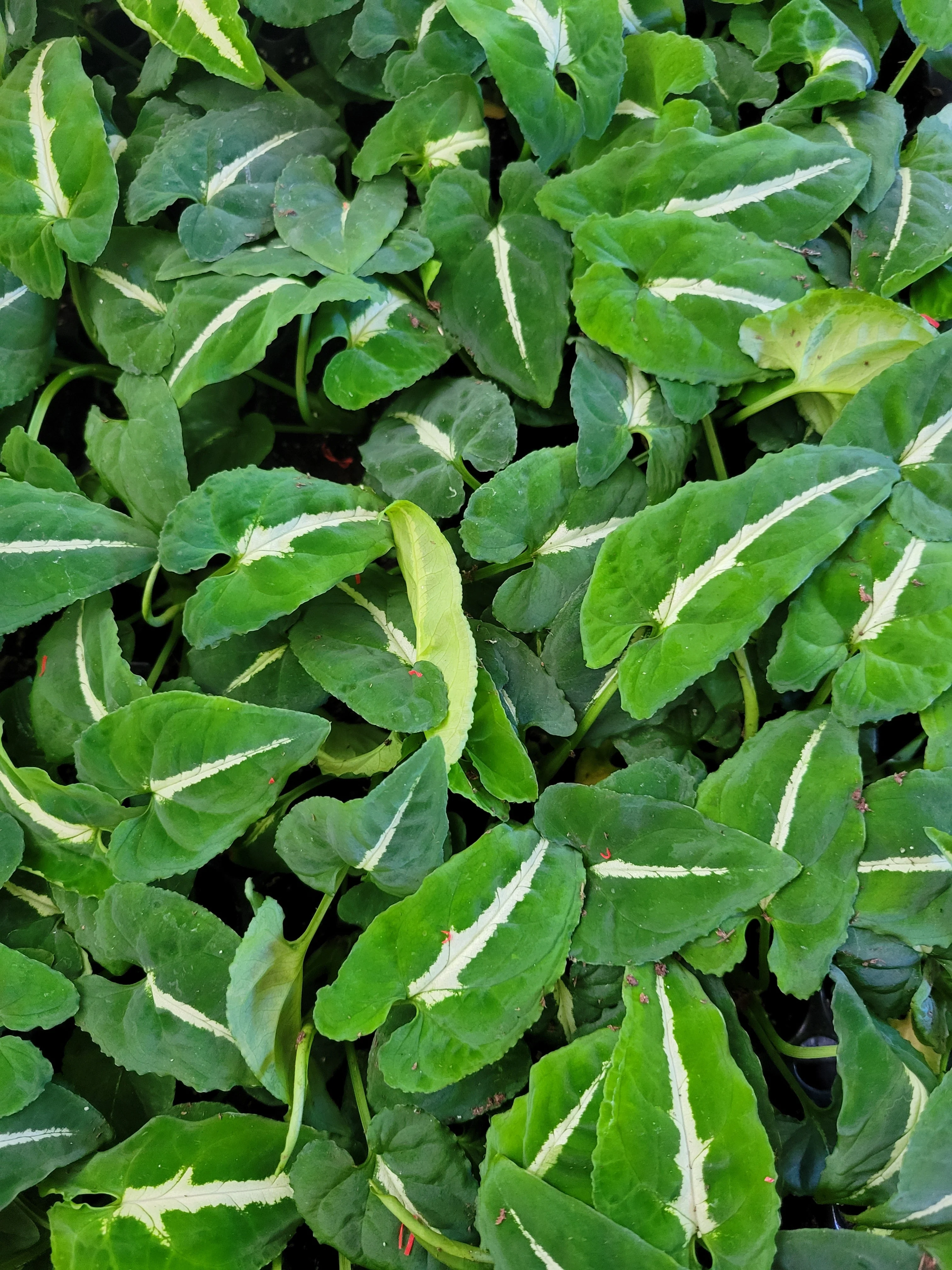 Syngonium Wendlandii - Image 2