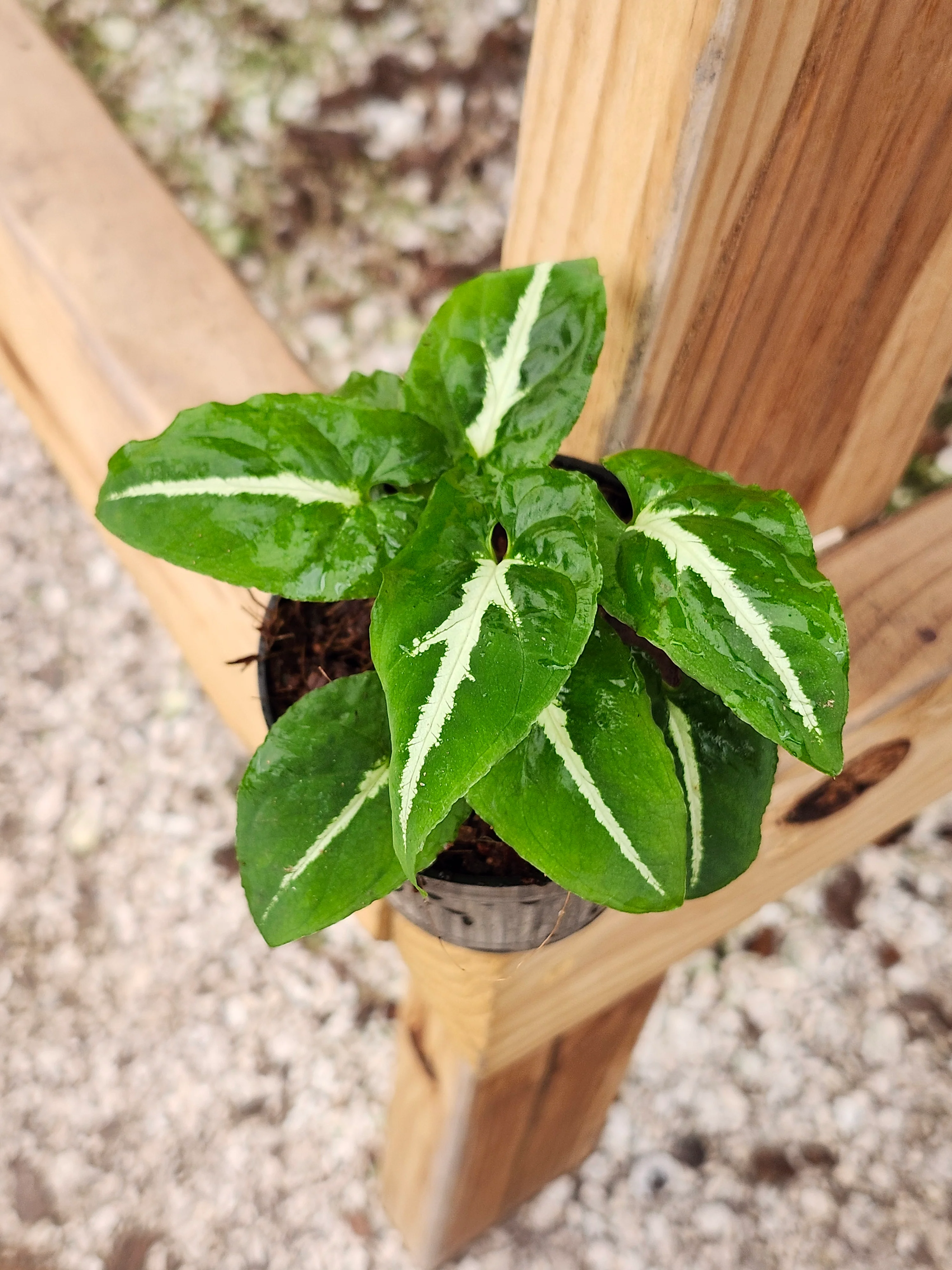 Syngonium Wendlandii - Image 5