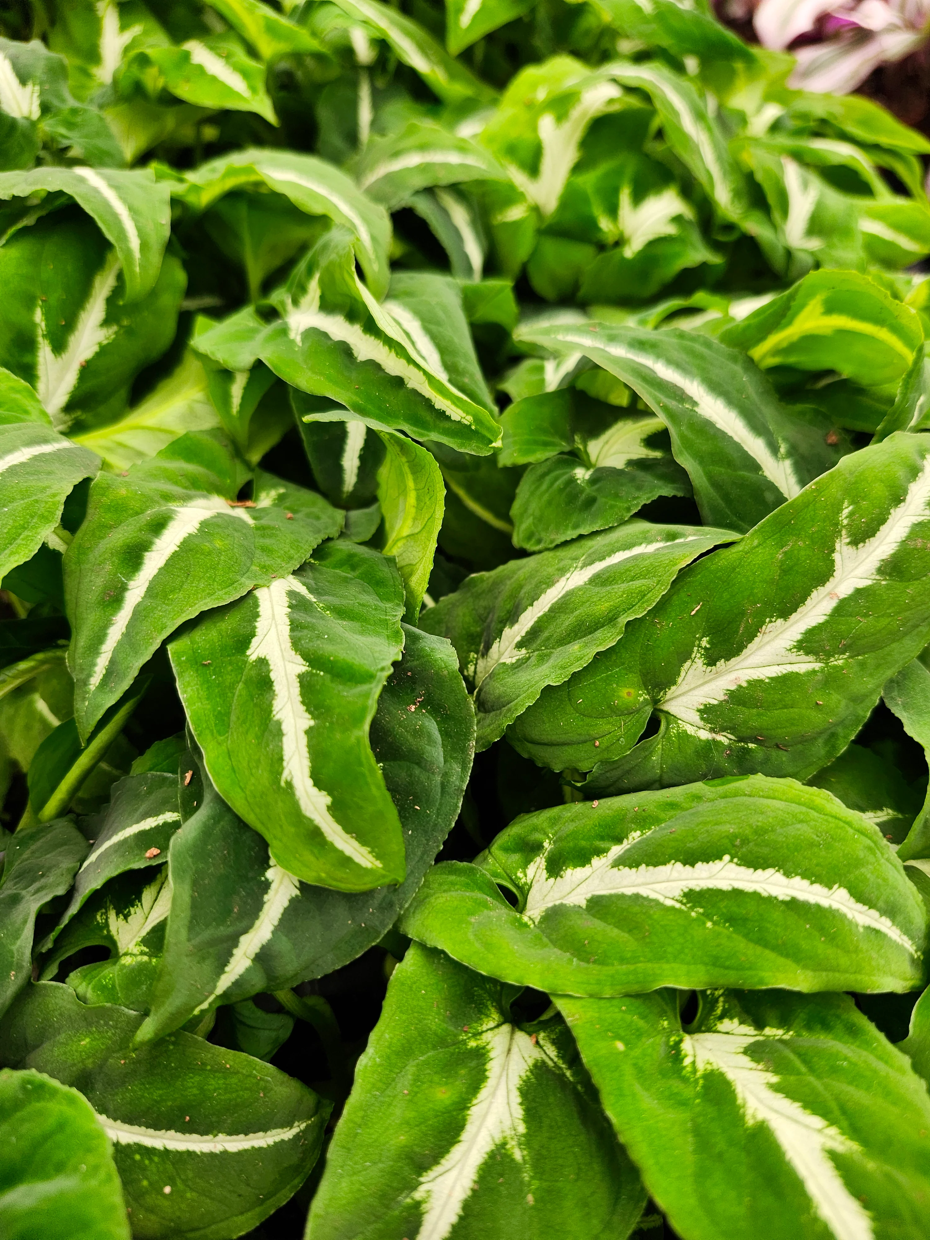Syngonium Wendlandii - Image 6