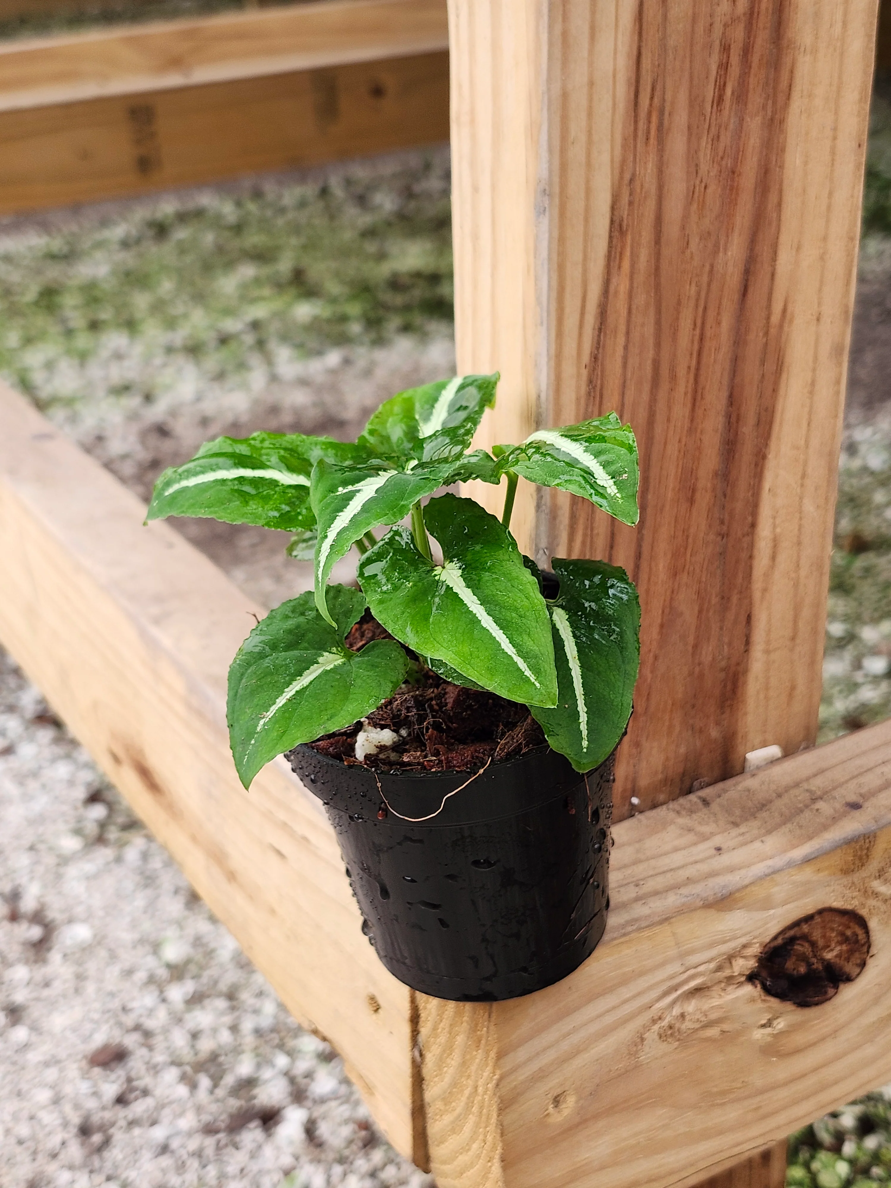 Syngonium Wendlandii - Image 8