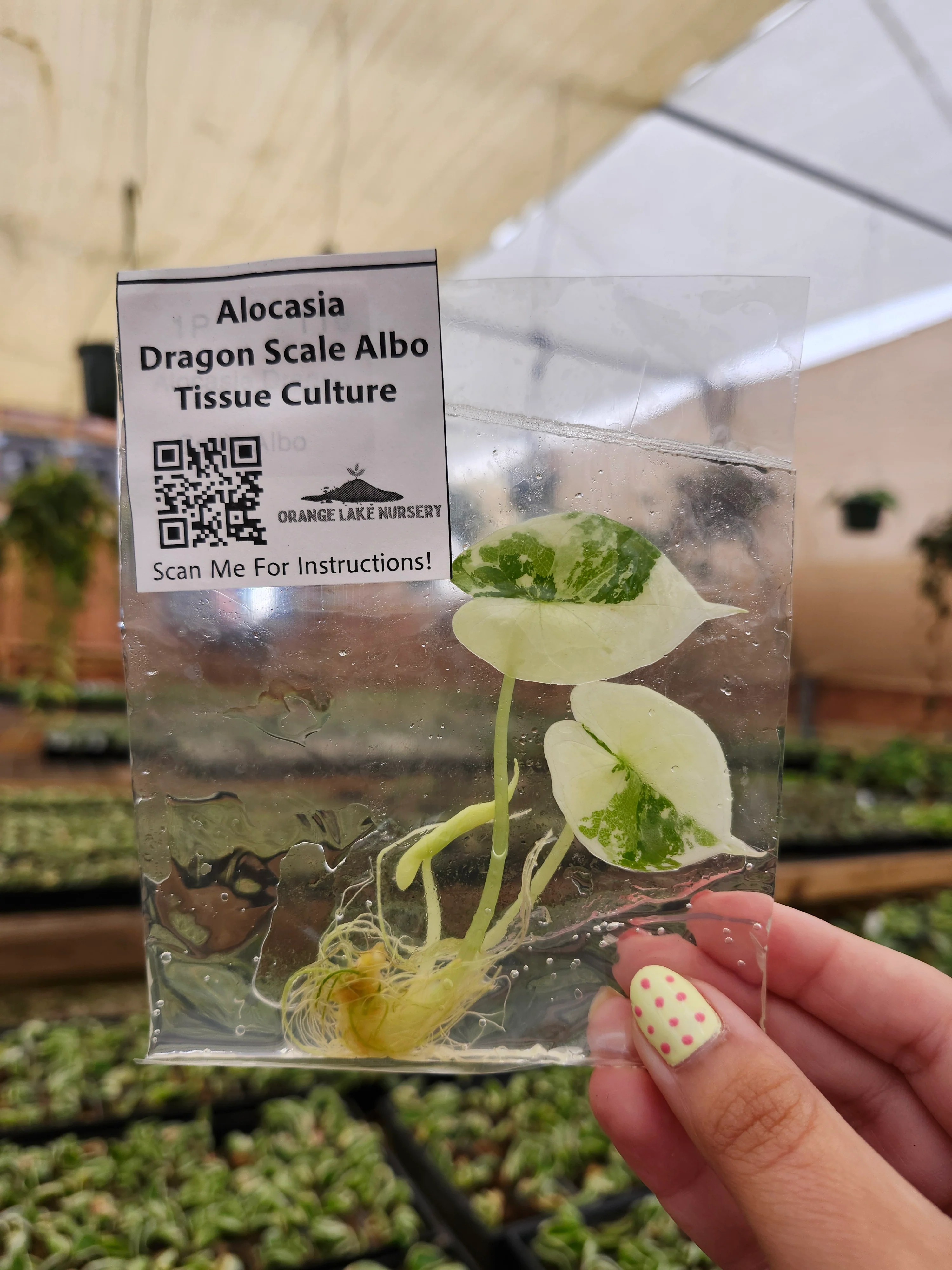 Tissue Culture Subscription – 2 Packs of Tissue Culture Every 30 Days - Image 5