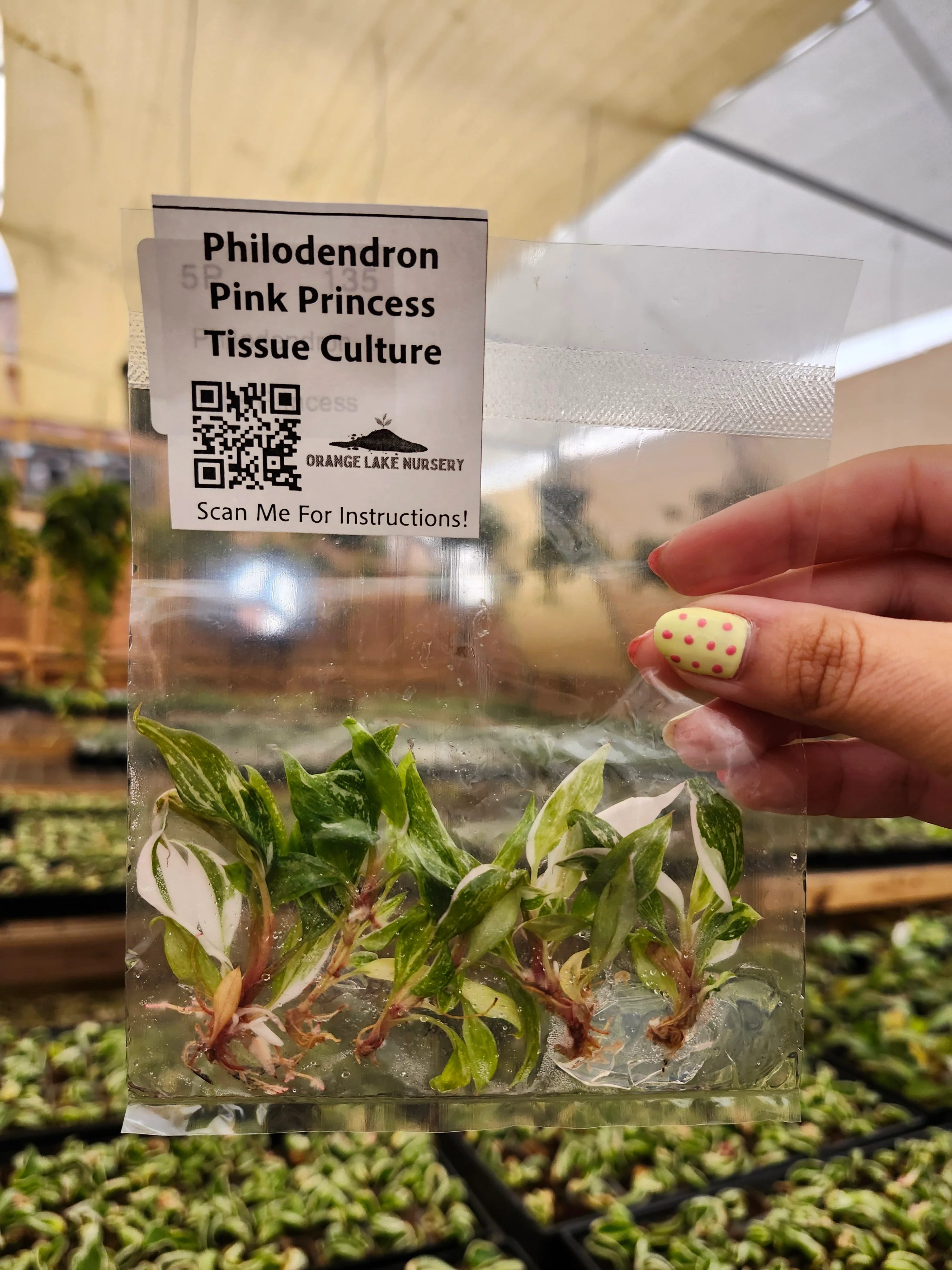 Tissue Culture Subscription – 2 Packs of Tissue Culture Every 30 Days - Image 6