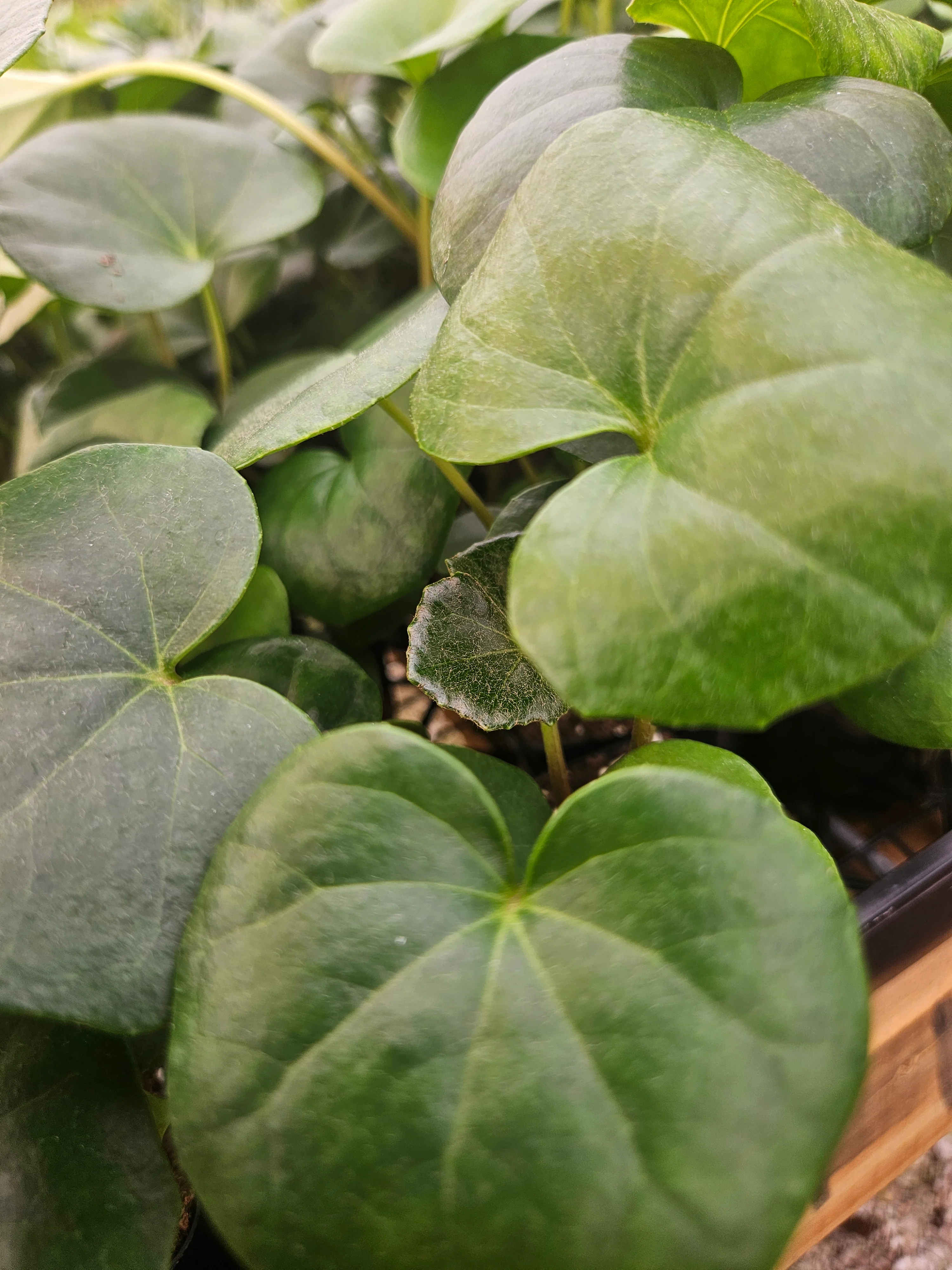 Tractor Seat Plant - Image 2