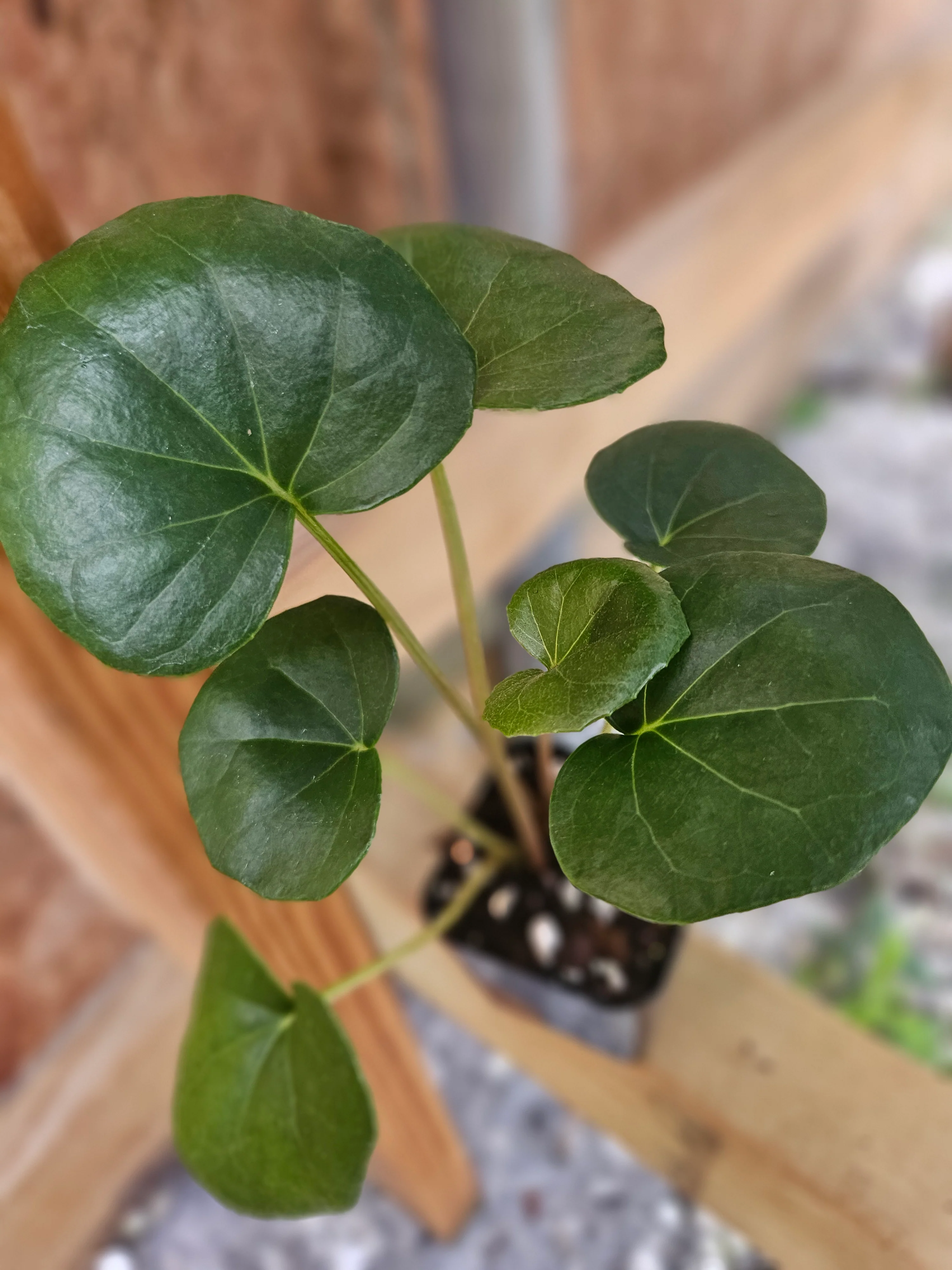 Tractor Seat Plant - Image 8