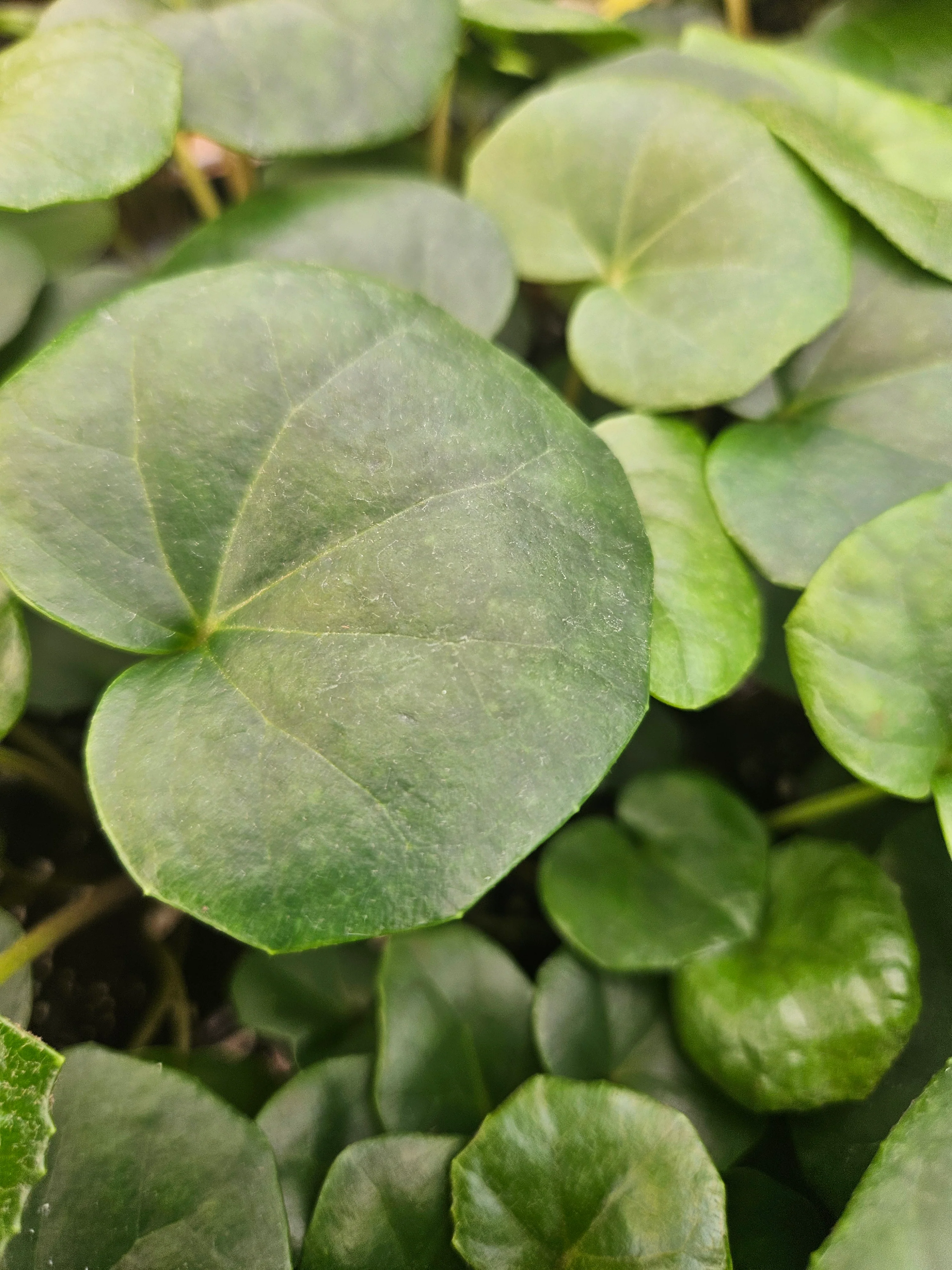 Tractor Seat Plant - Image 9