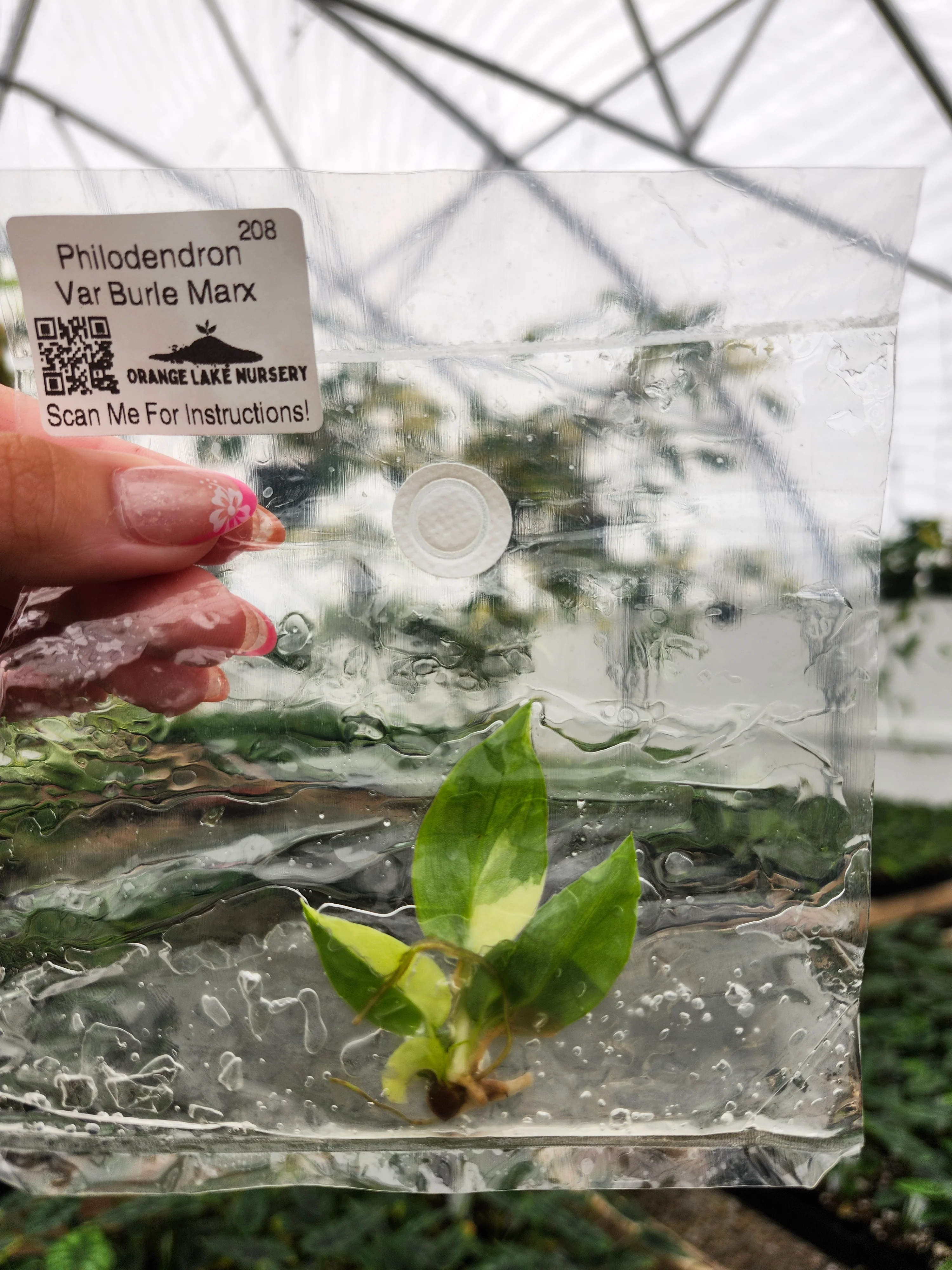 Philodendron Variegated Burle Marx Tissue Culture