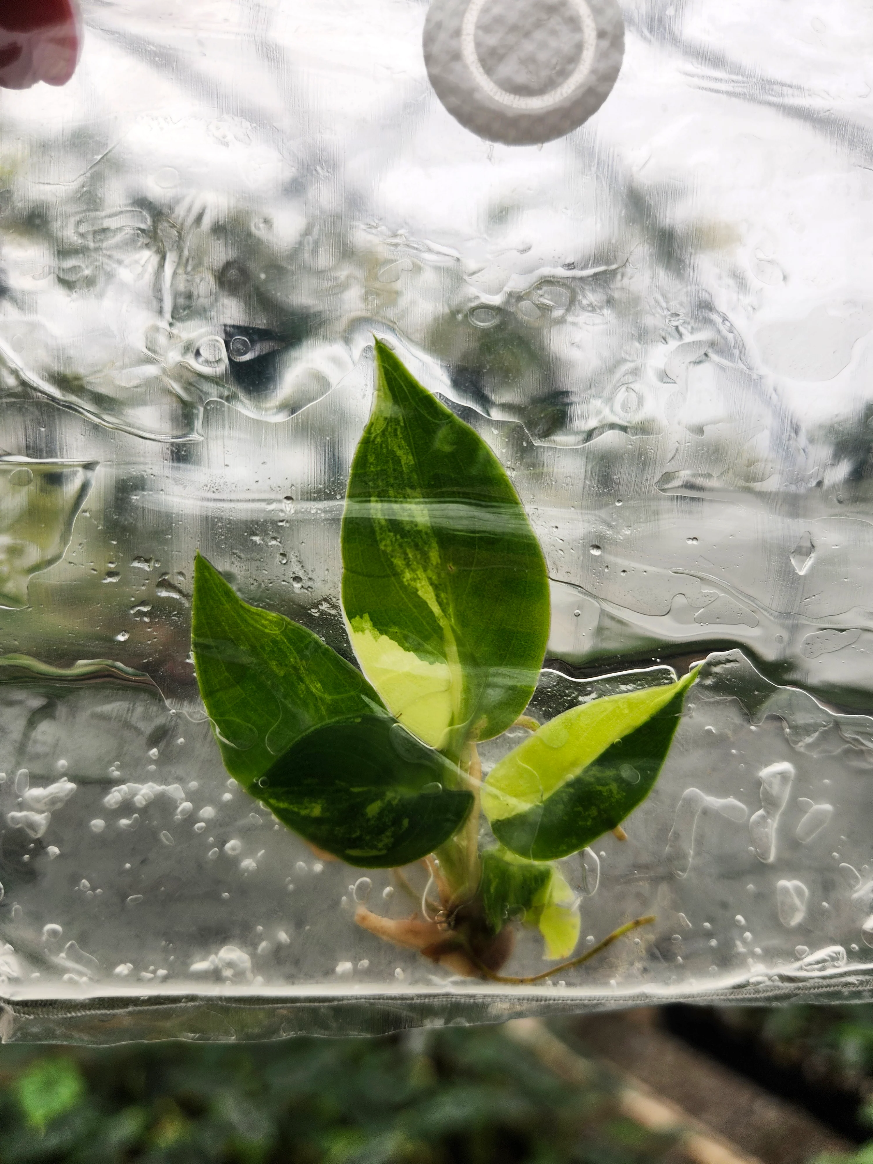 Philodendron Variegated Burle Marx Tissue Culture - Image 2