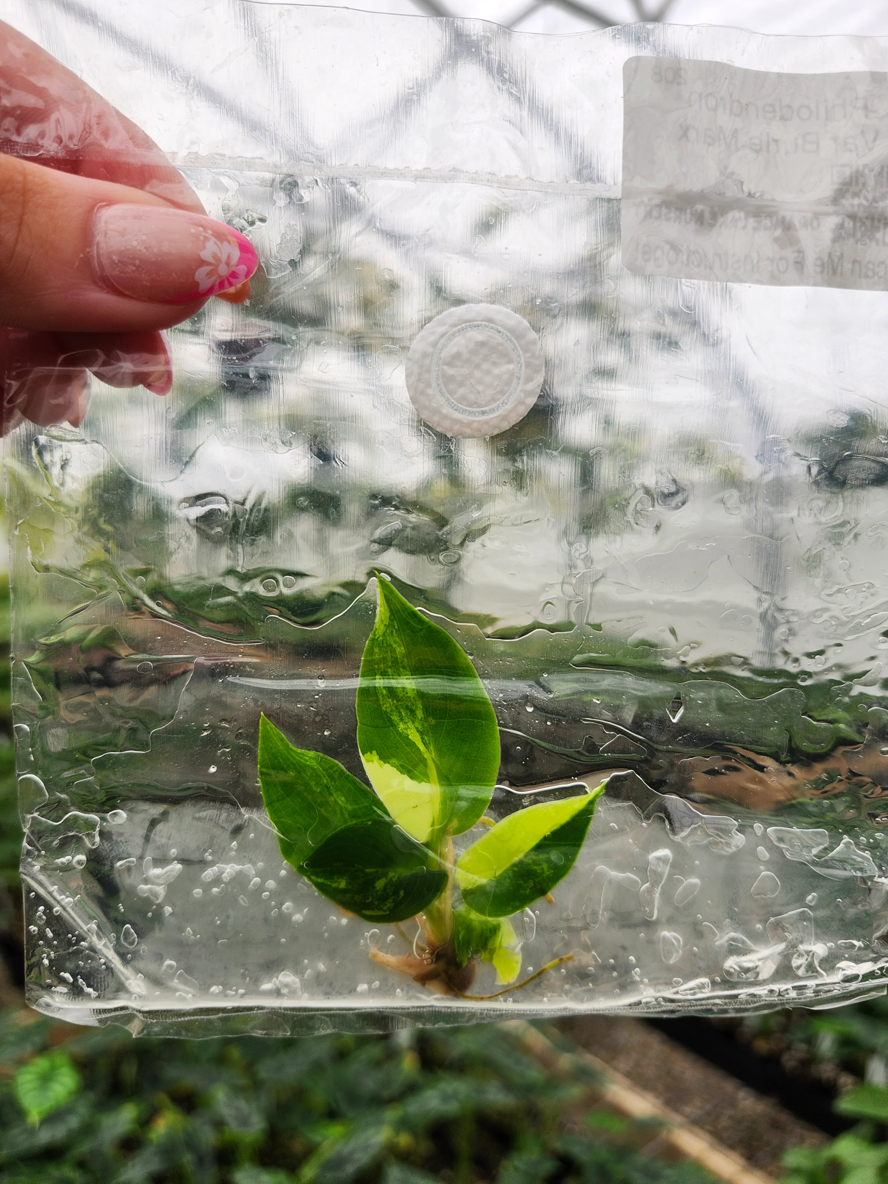 Philodendron Variegated Burle Marx Tissue Culture - Image 3