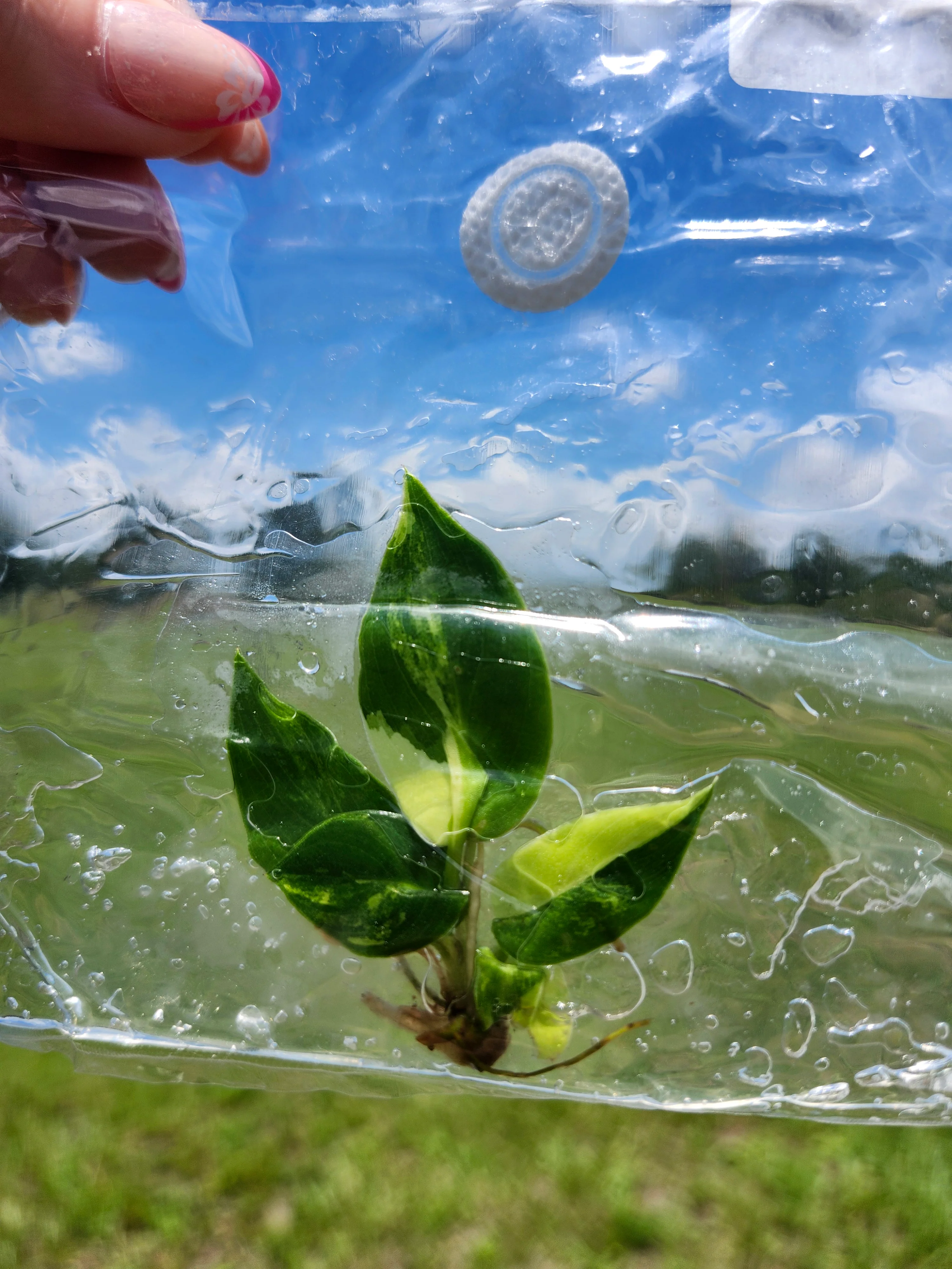 Philodendron Variegated Burle Marx Tissue Culture - Image 4