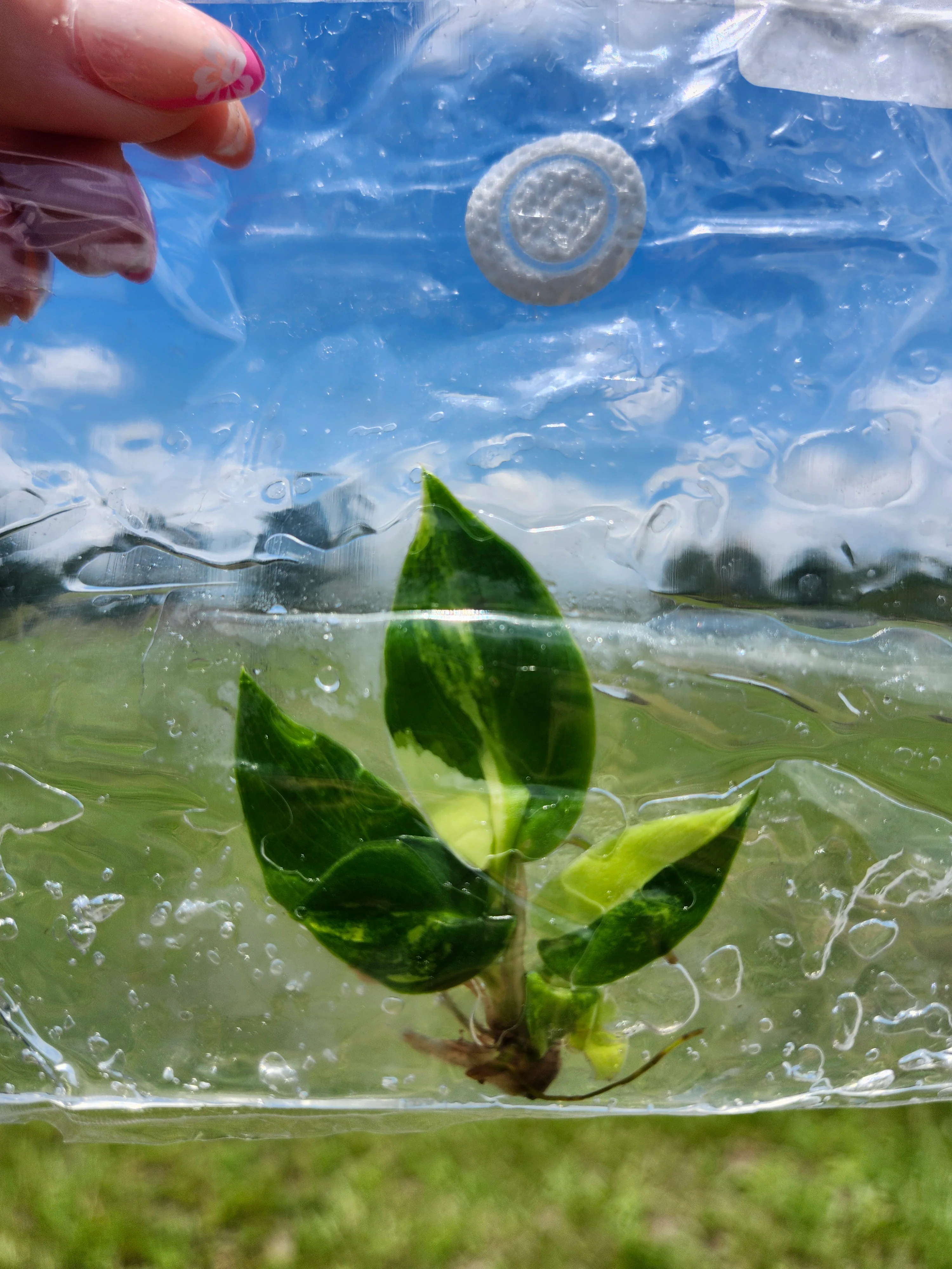 Philodendron Variegated Burle Marx Tissue Culture - Image 6