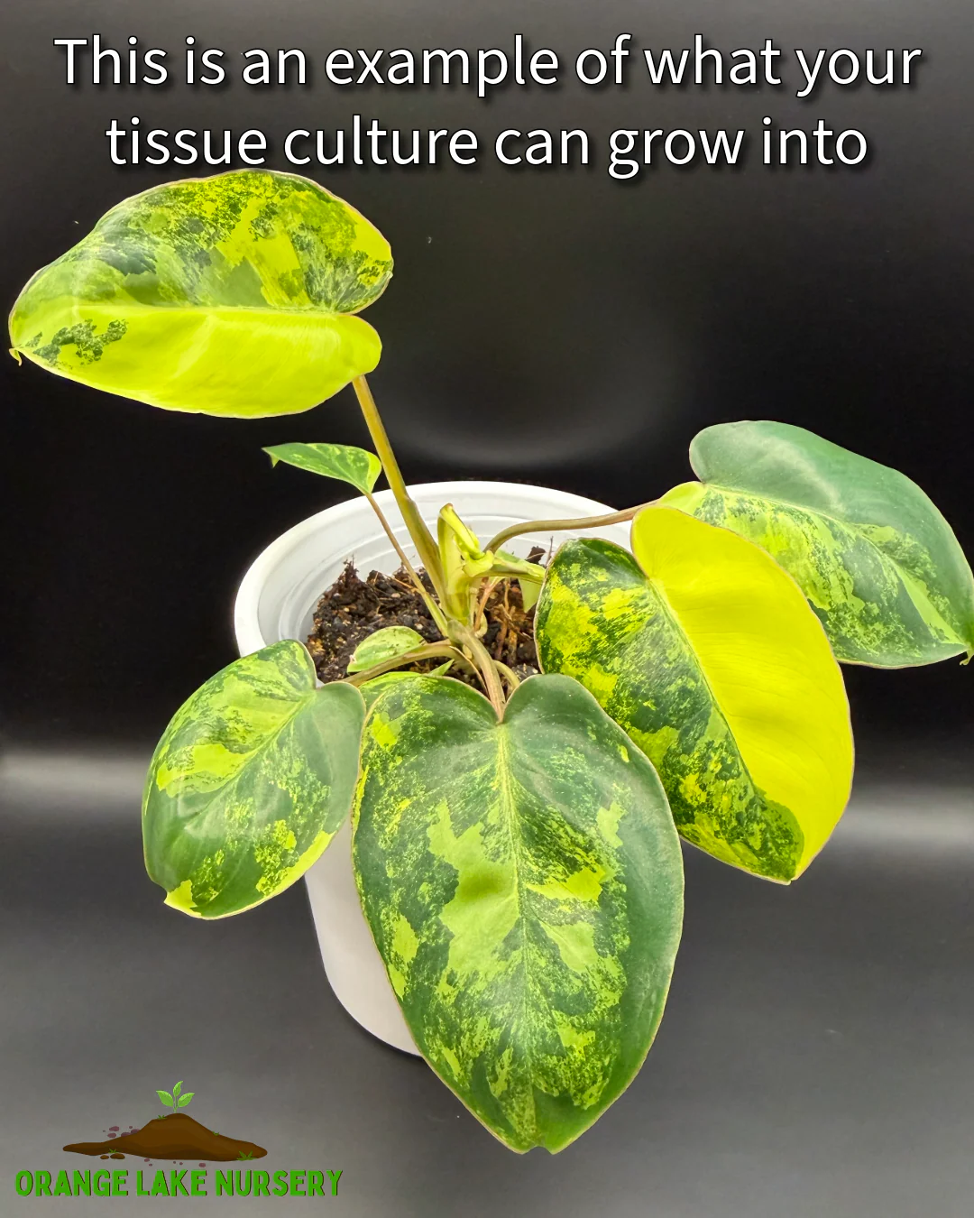 Philodendron Variegated Burle Marx Tissue Culture - Image 7