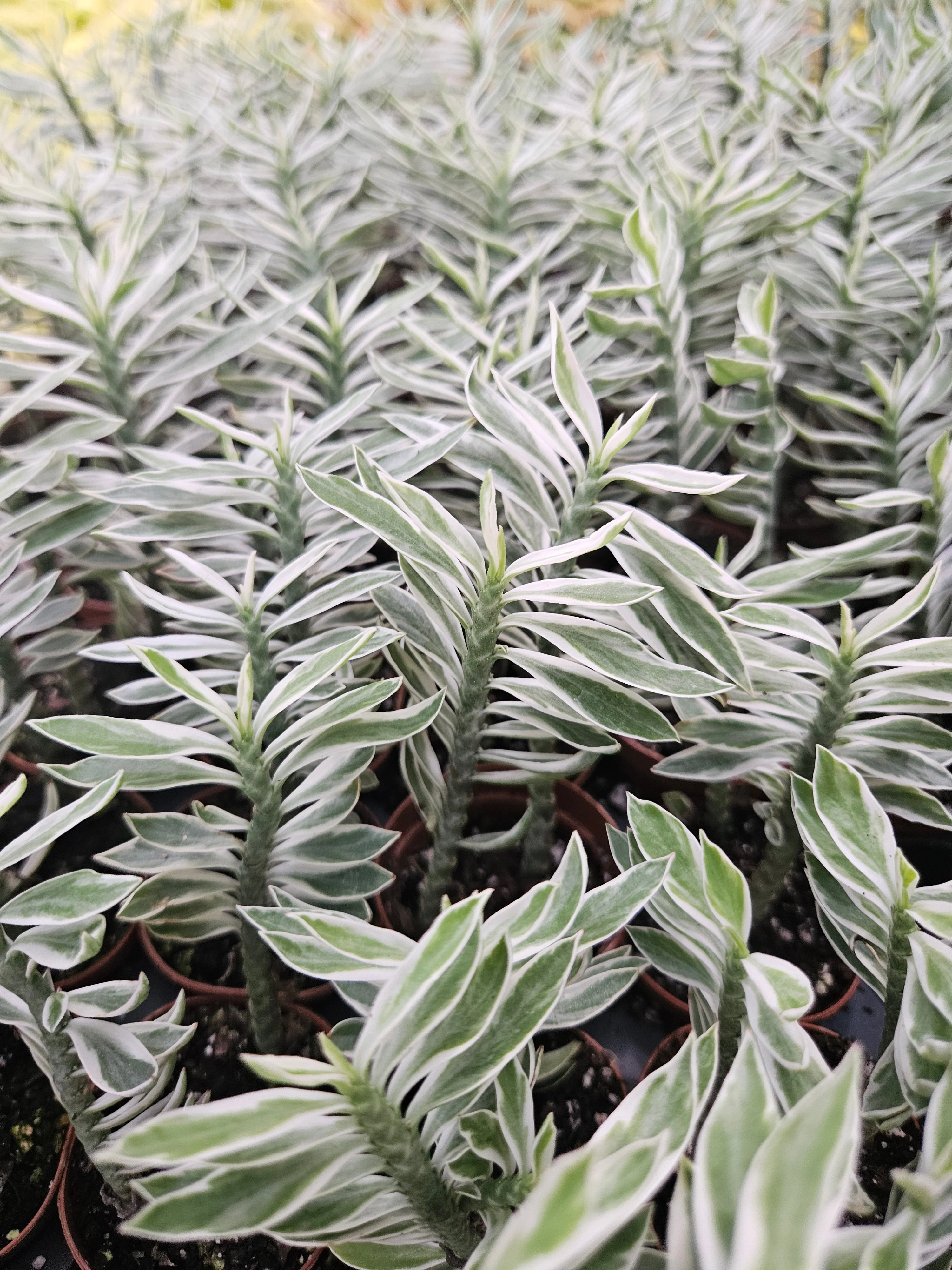 Variegated Devils Backbone - Image 2
