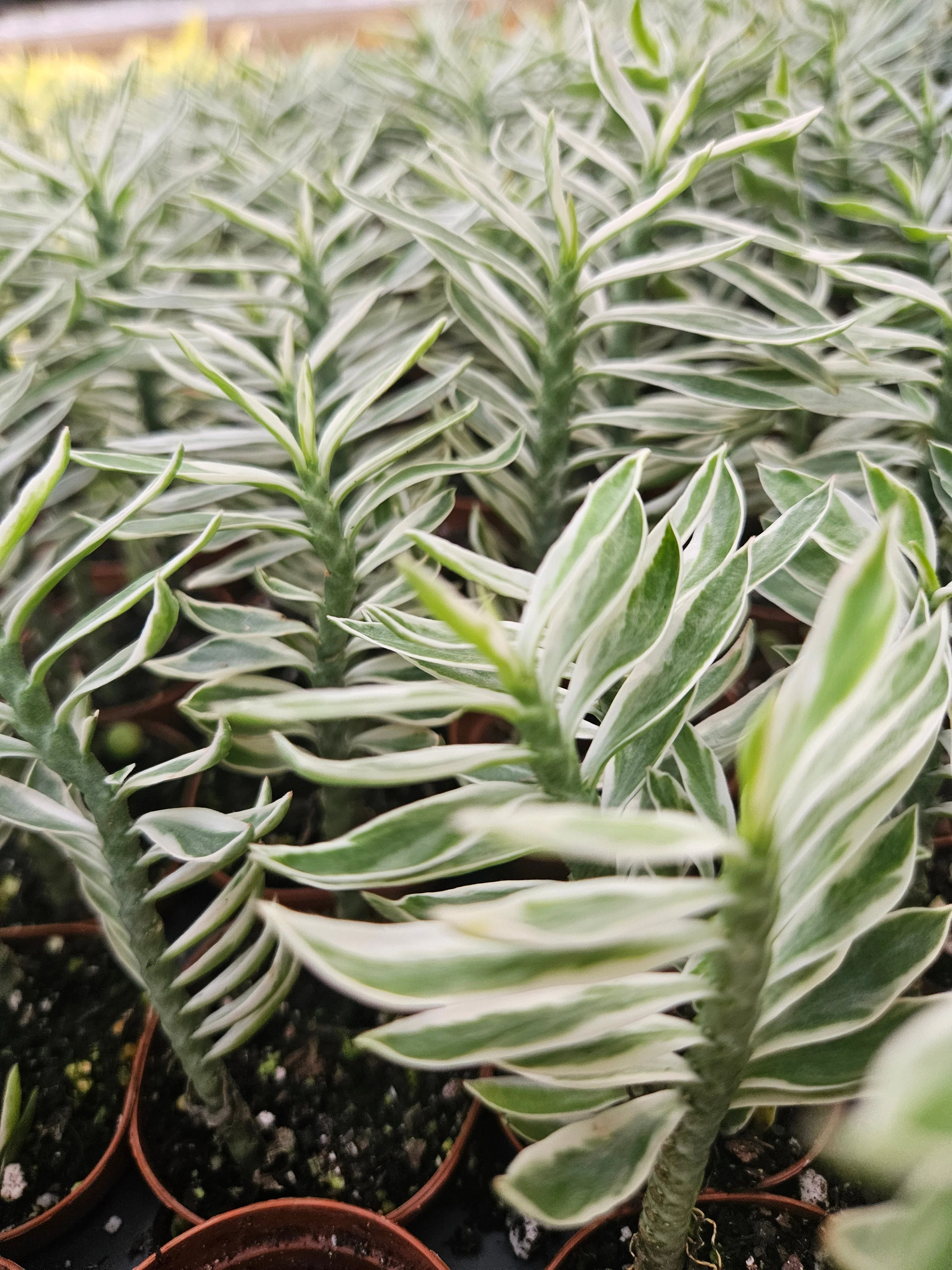 Variegated Devils Backbone - Image 3