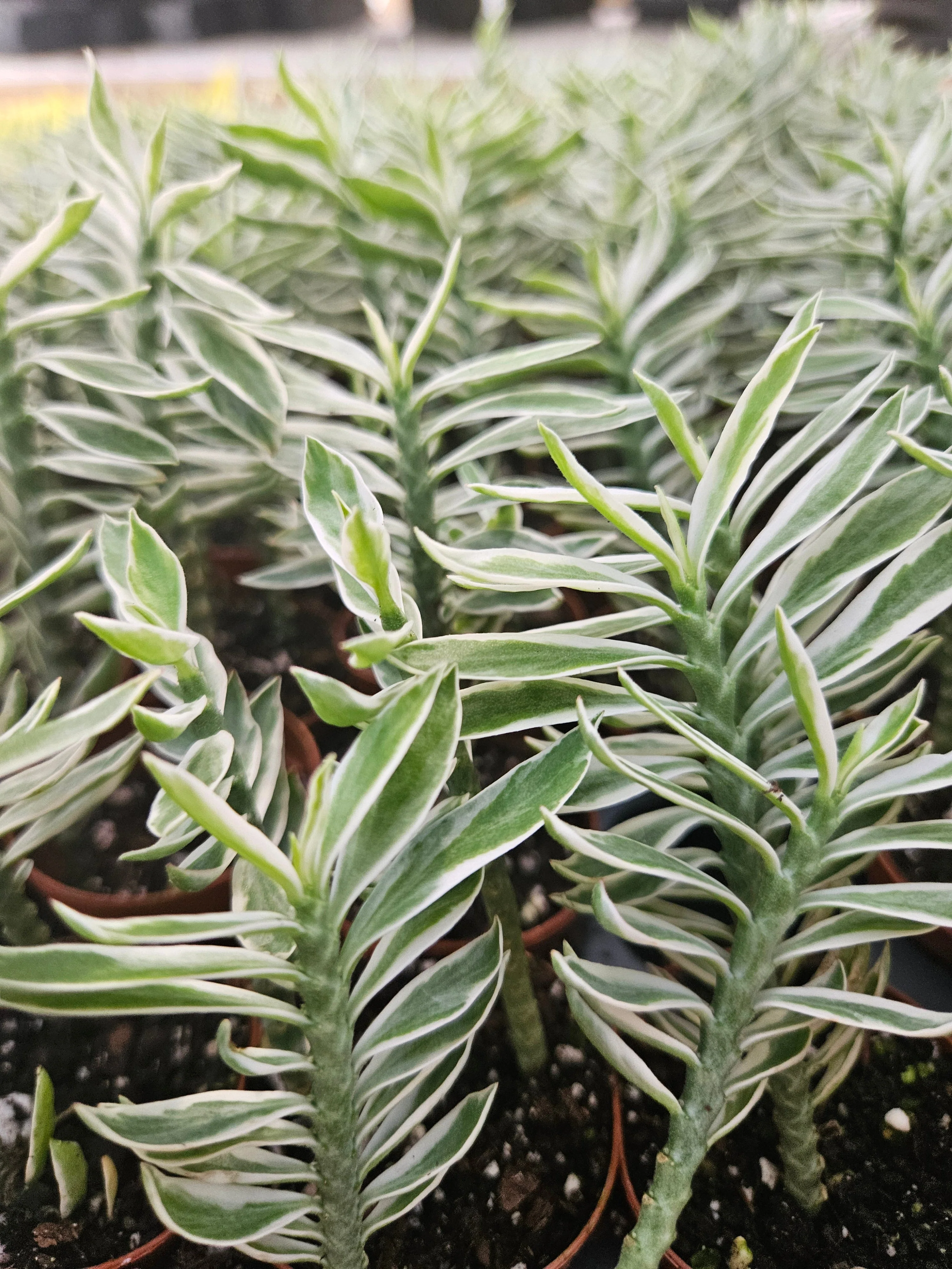 Variegated Devils Backbone - Image 4