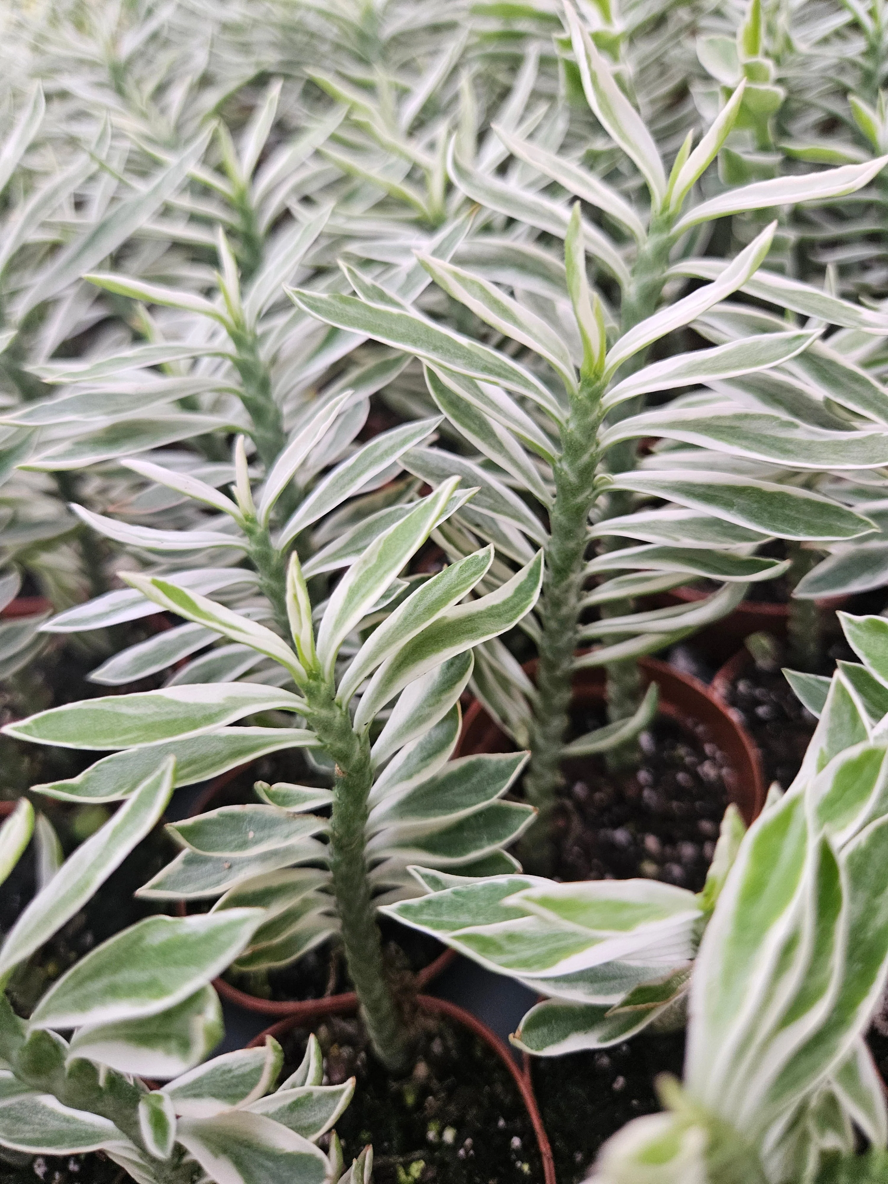 Variegated Devils Backbone - Image 5