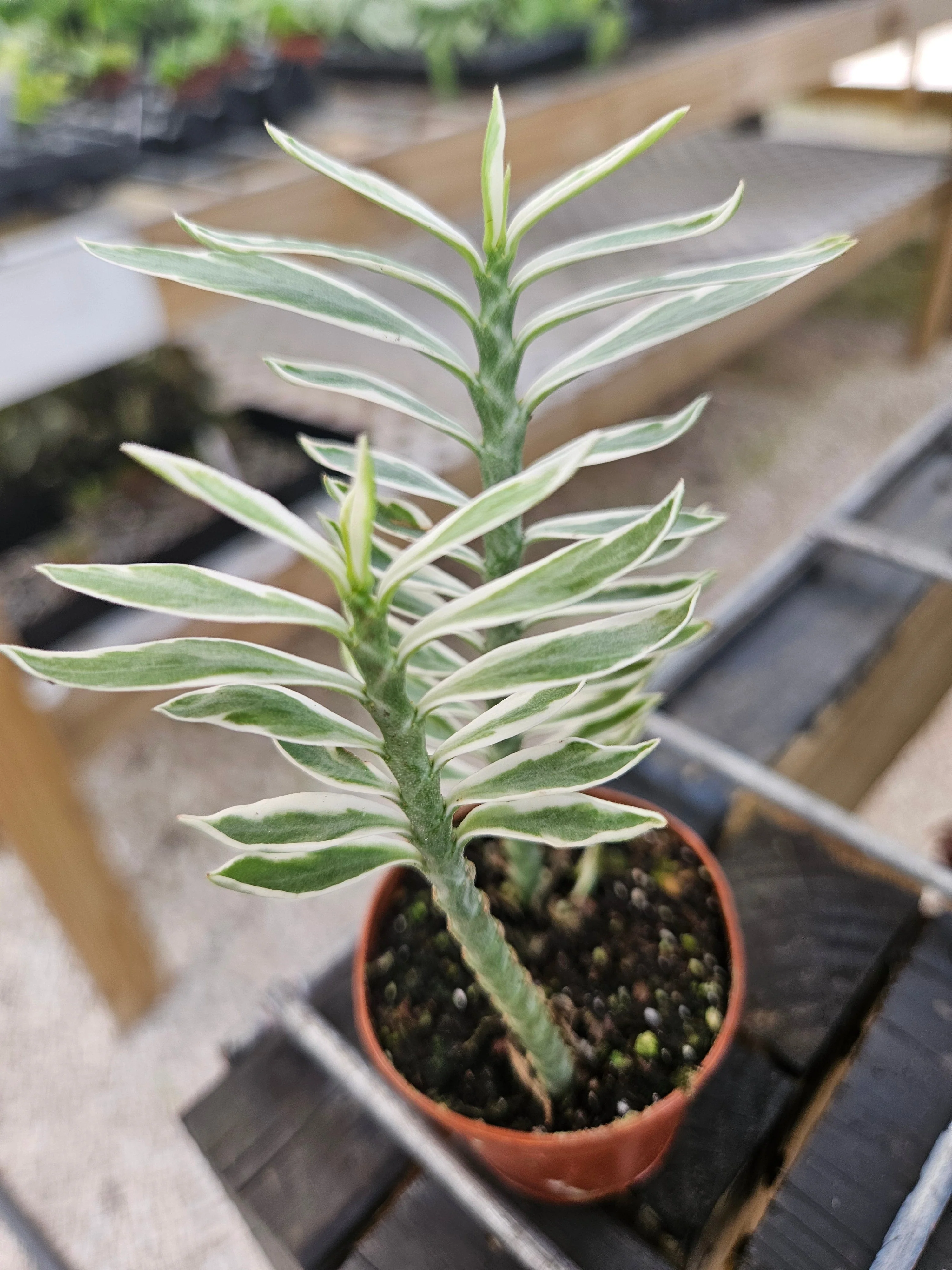 Variegated Devils Backbone - Image 6