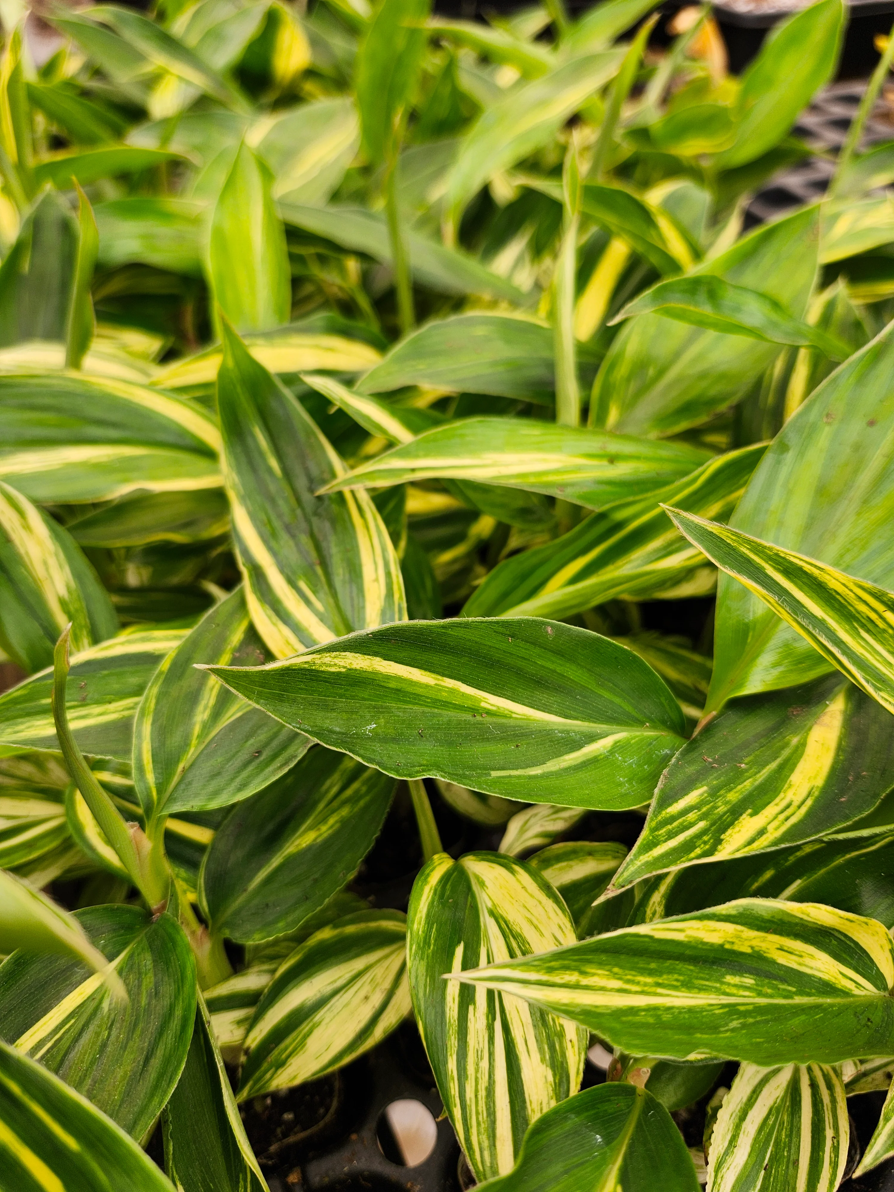 Variegated Ginger - Image 3