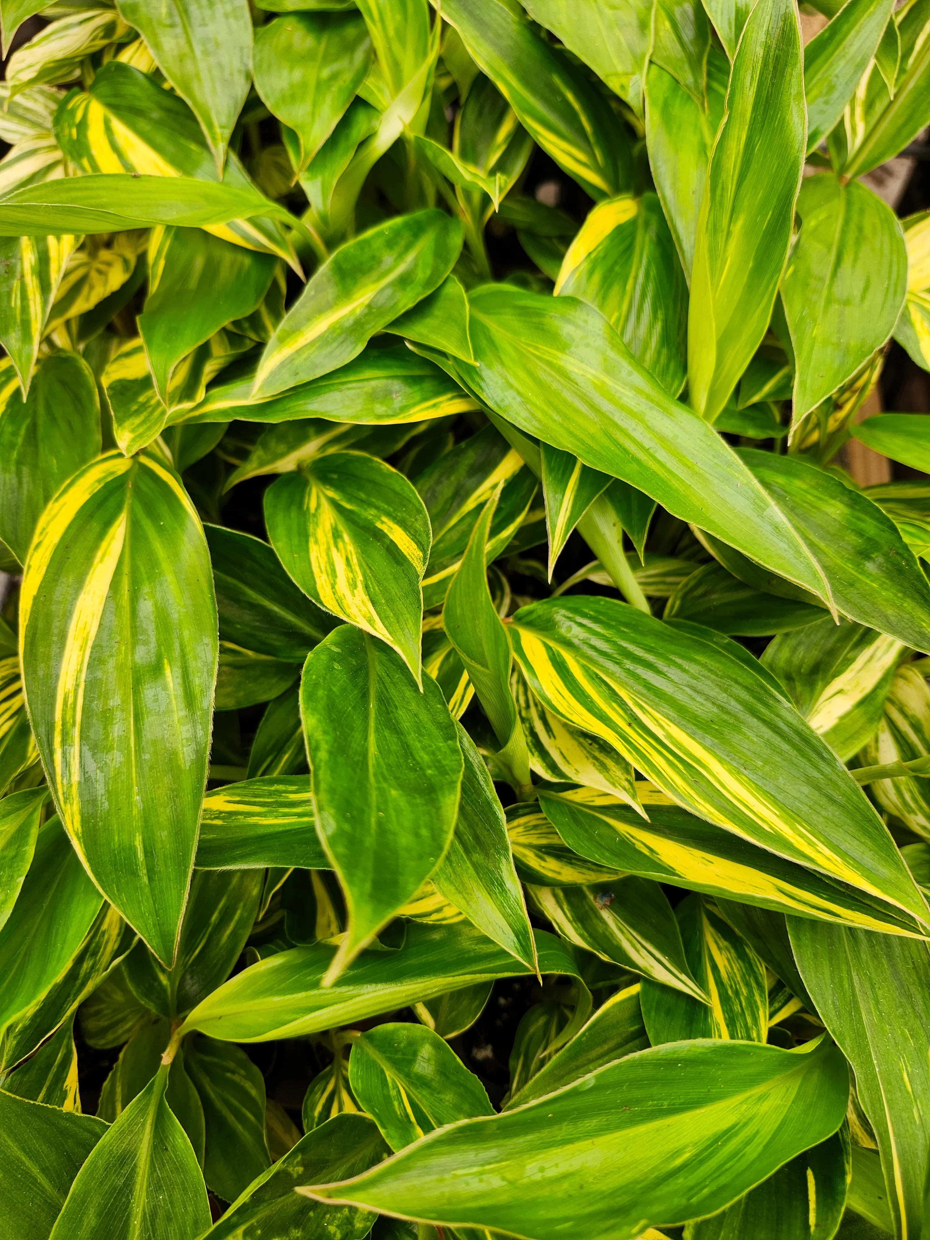 Variegated Ginger - Image 4