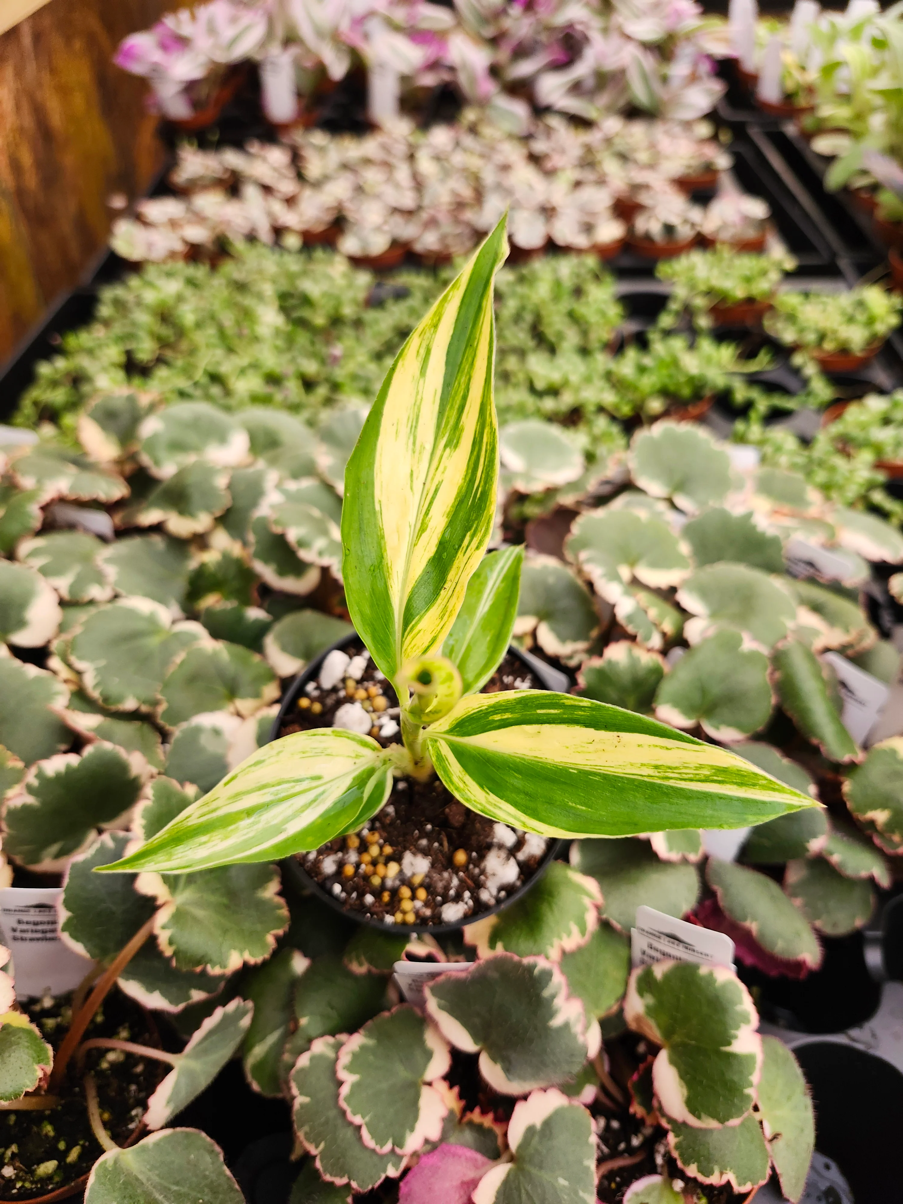 Variegated Ginger - Image 5