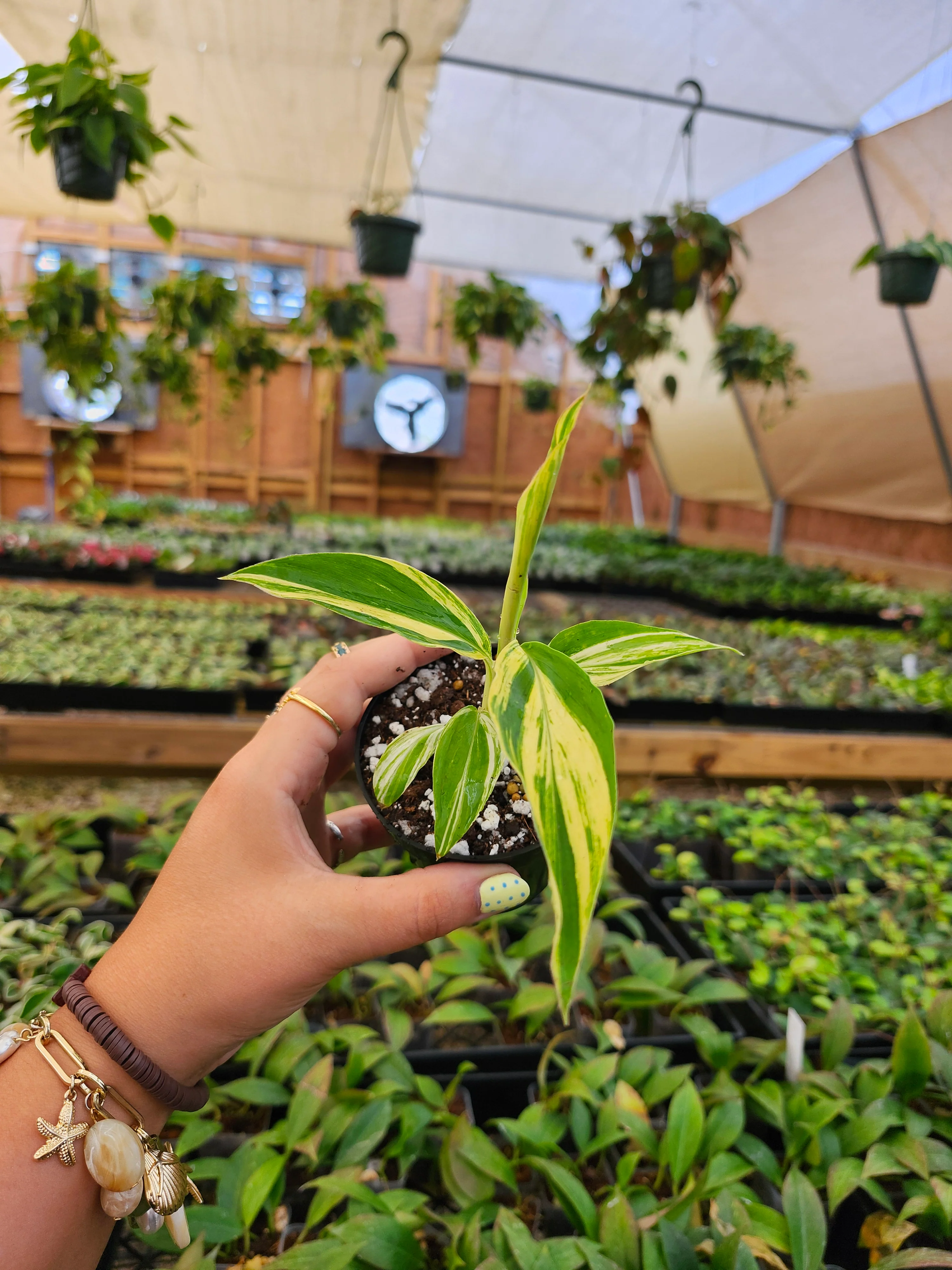 Variegated Ginger - Image 6