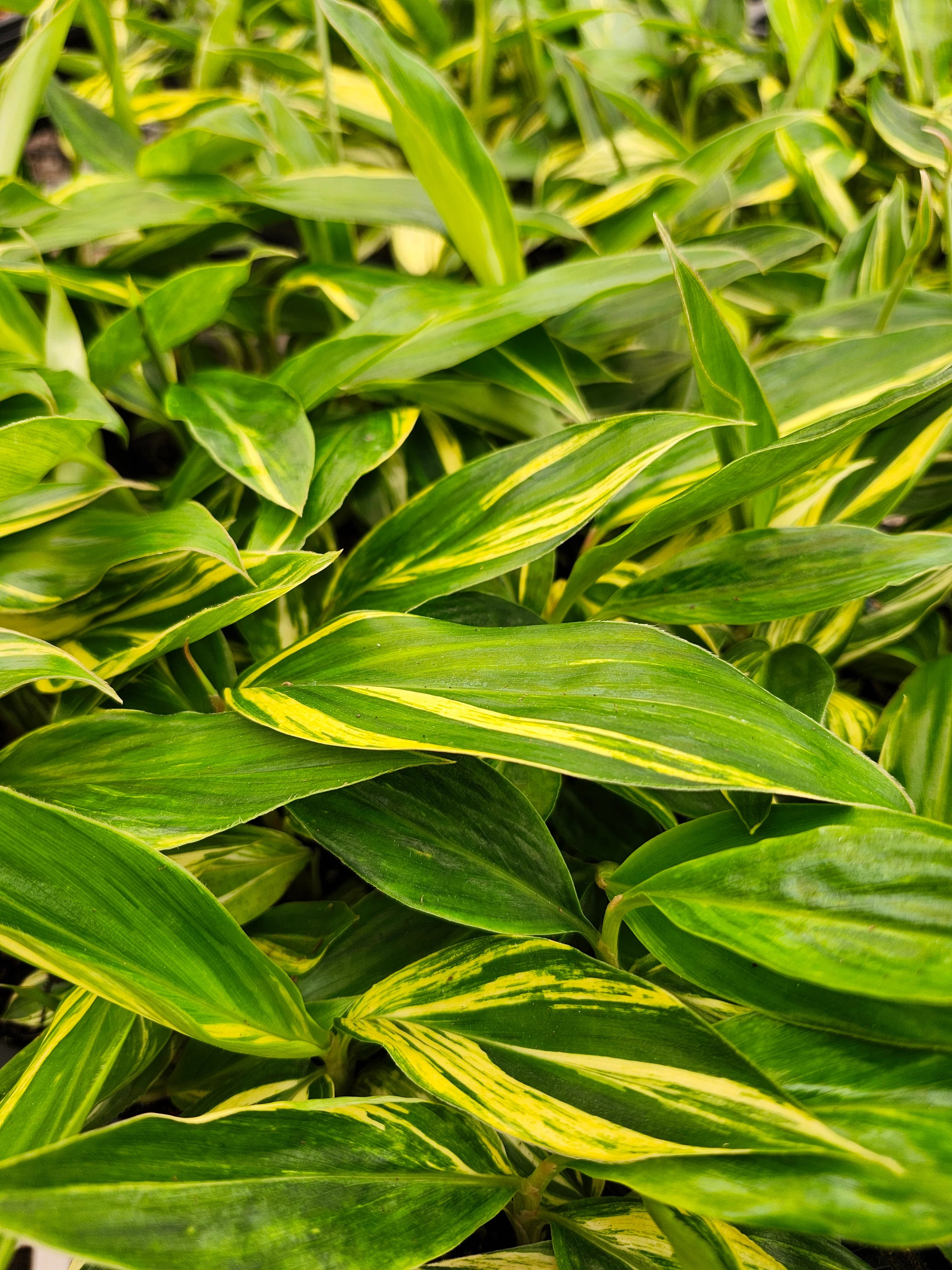 Variegated Ginger - Image 7