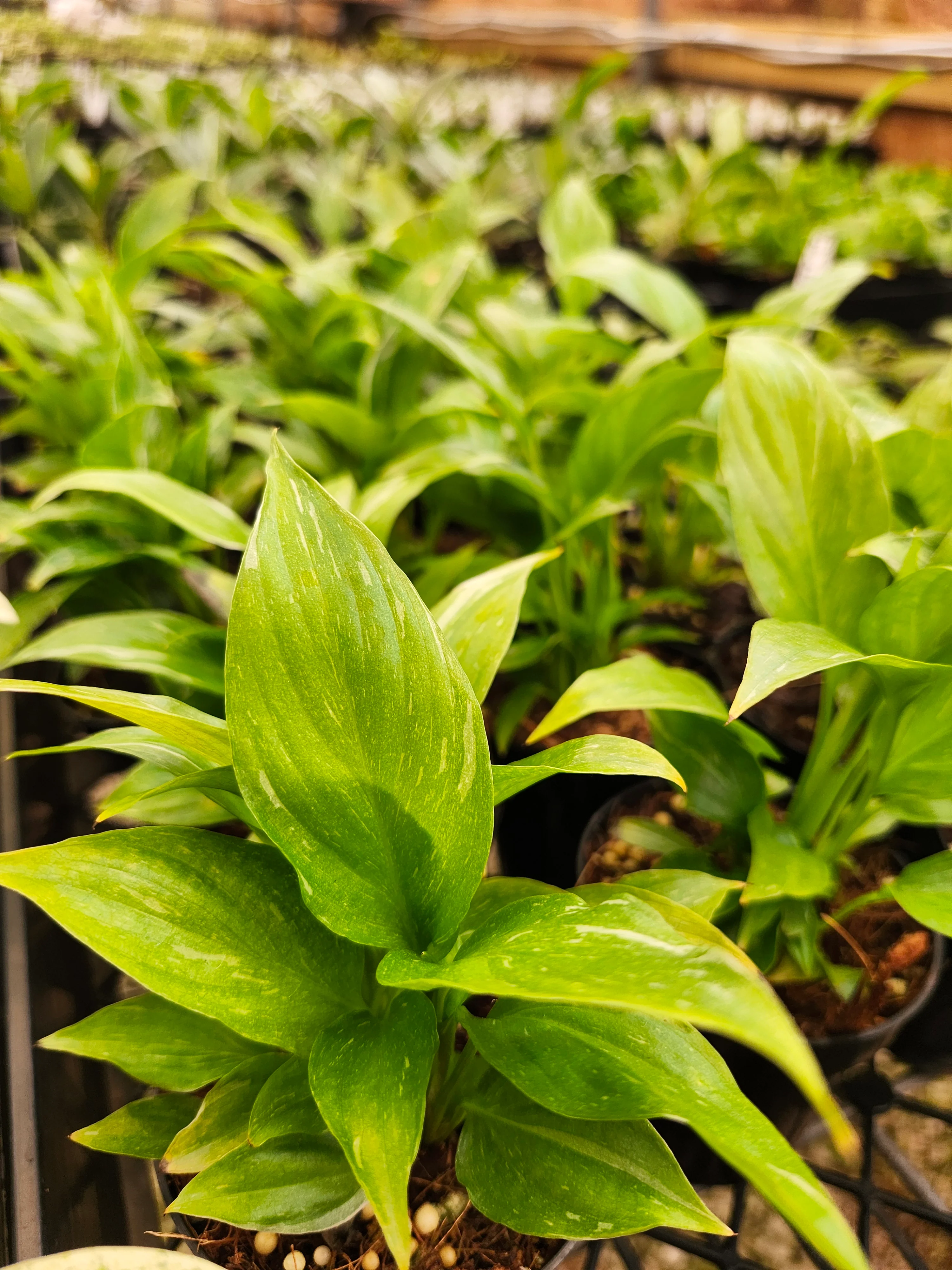 Variegated Peace Lily "Domino" - Image 3
