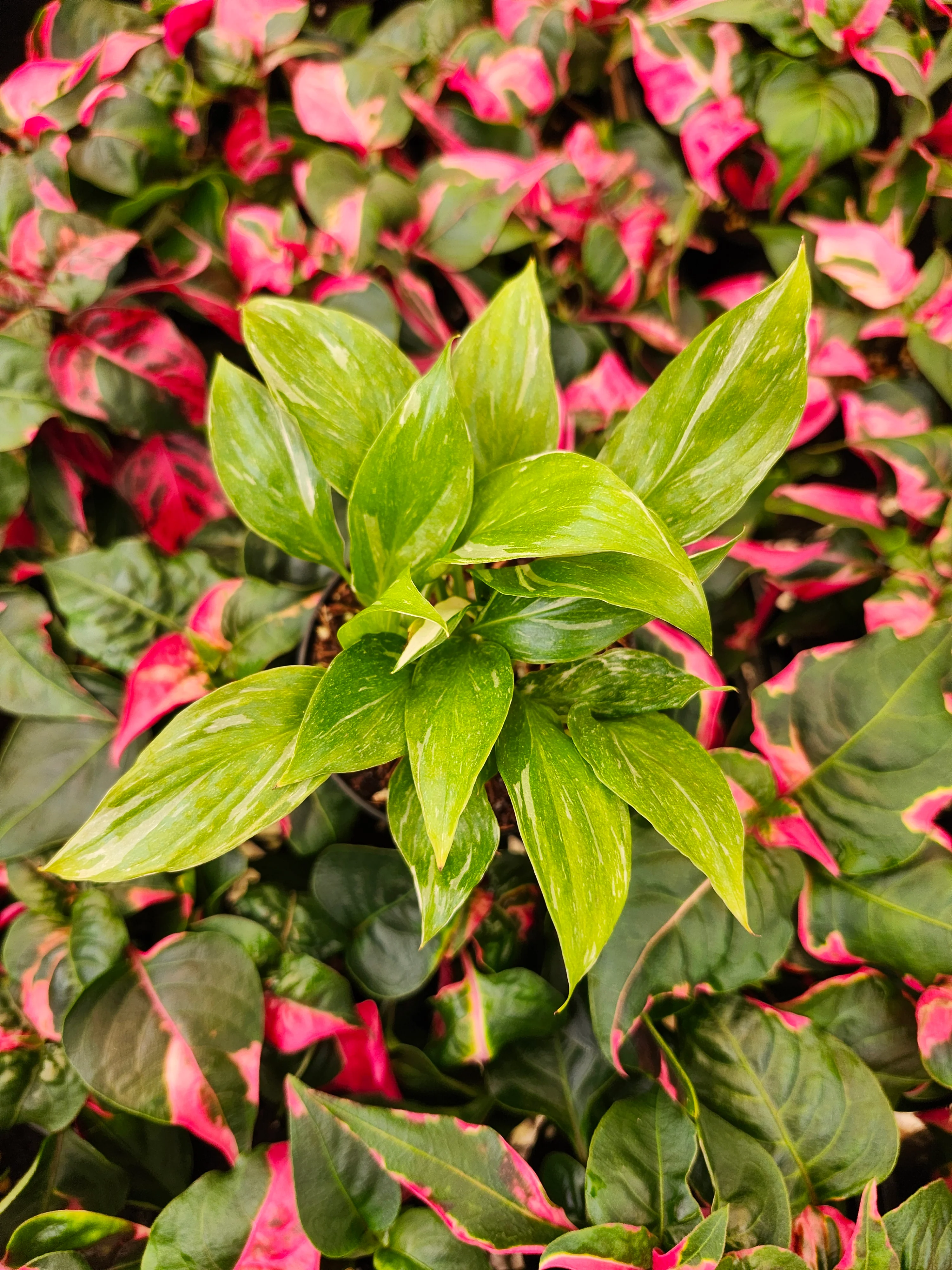 Variegated Peace Lily "Domino" - Image 5