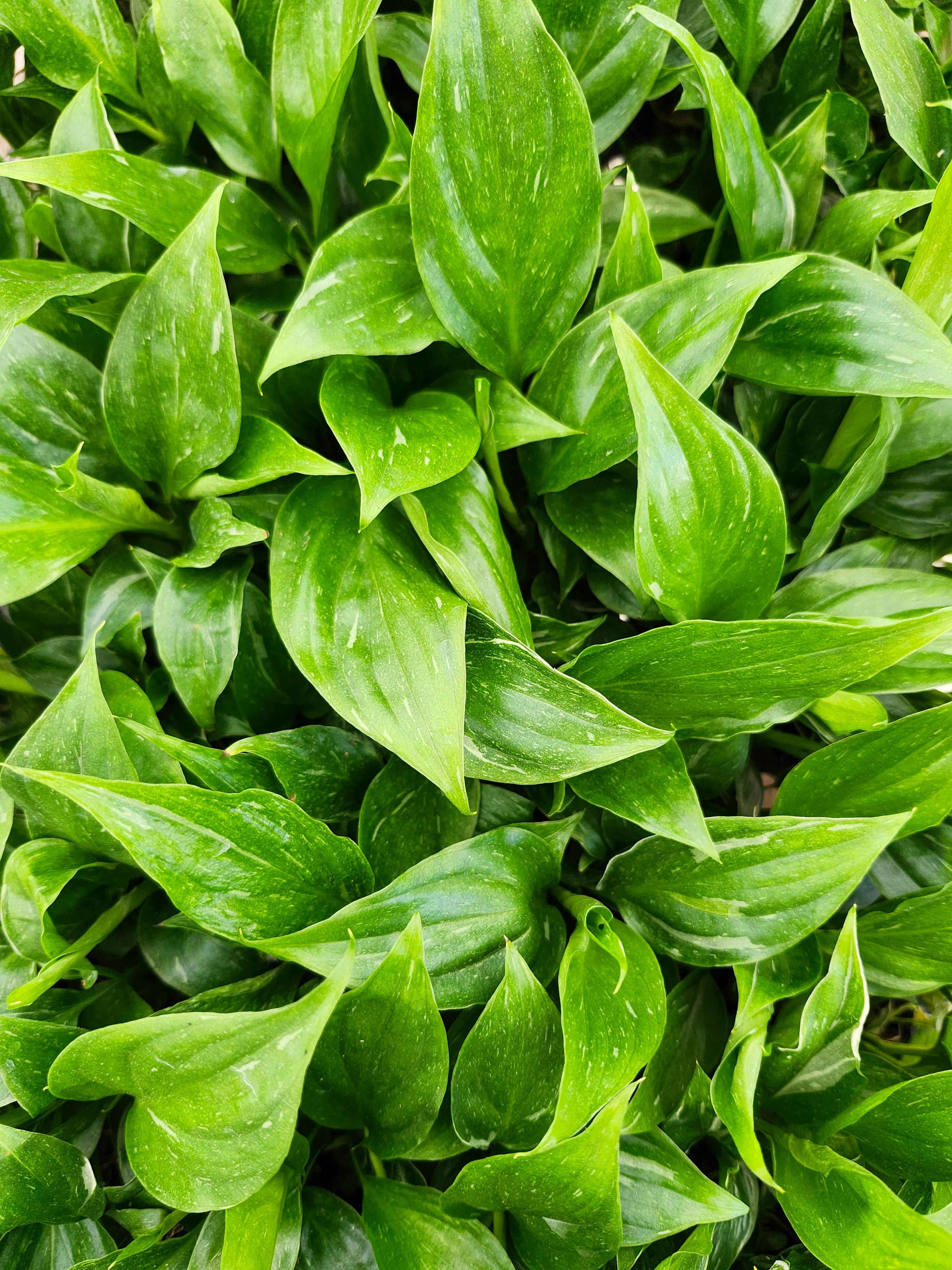 Variegated Peace Lily "Domino" - Image 6