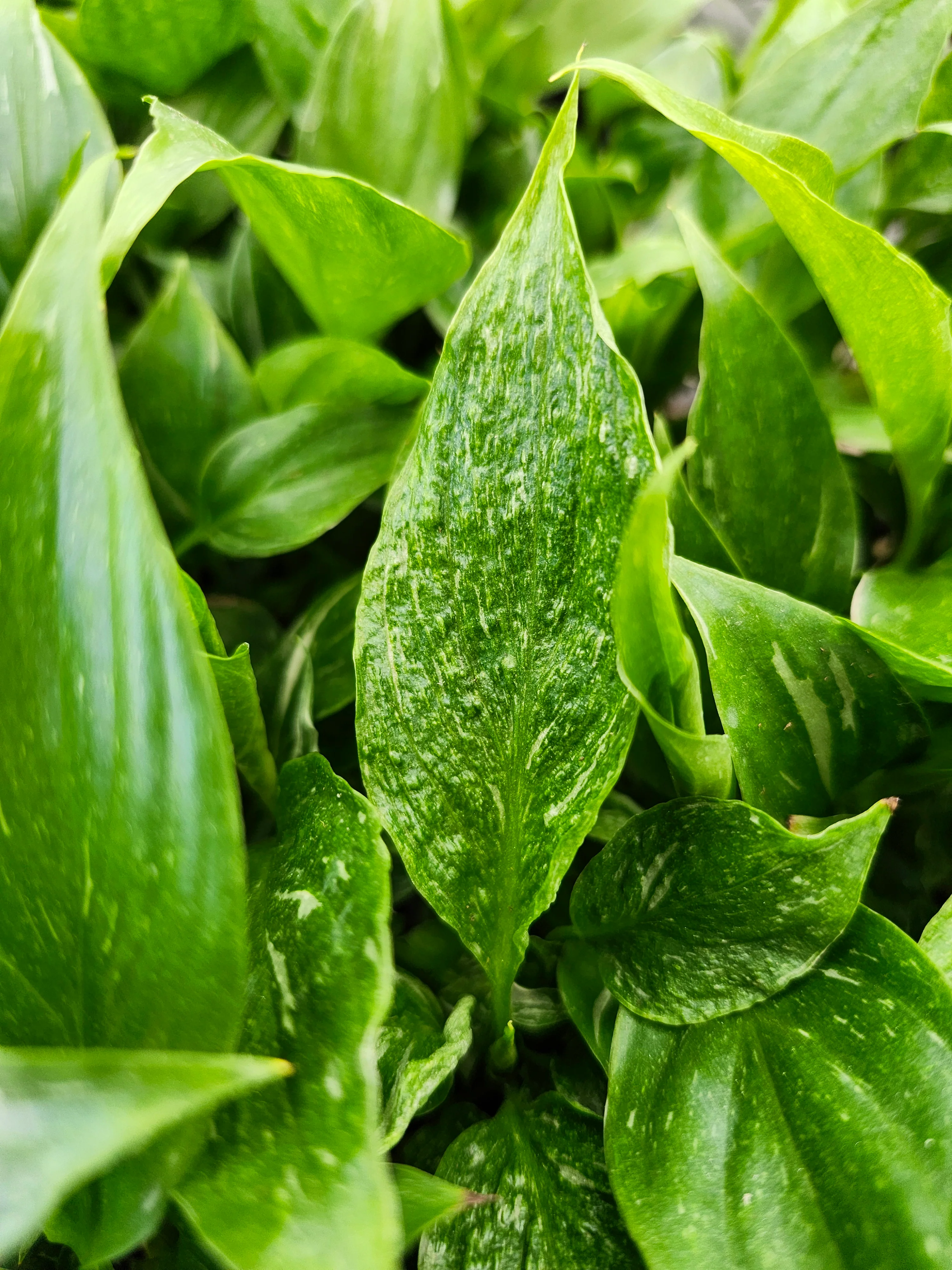 Variegated Peace Lily "Domino" - Image 7