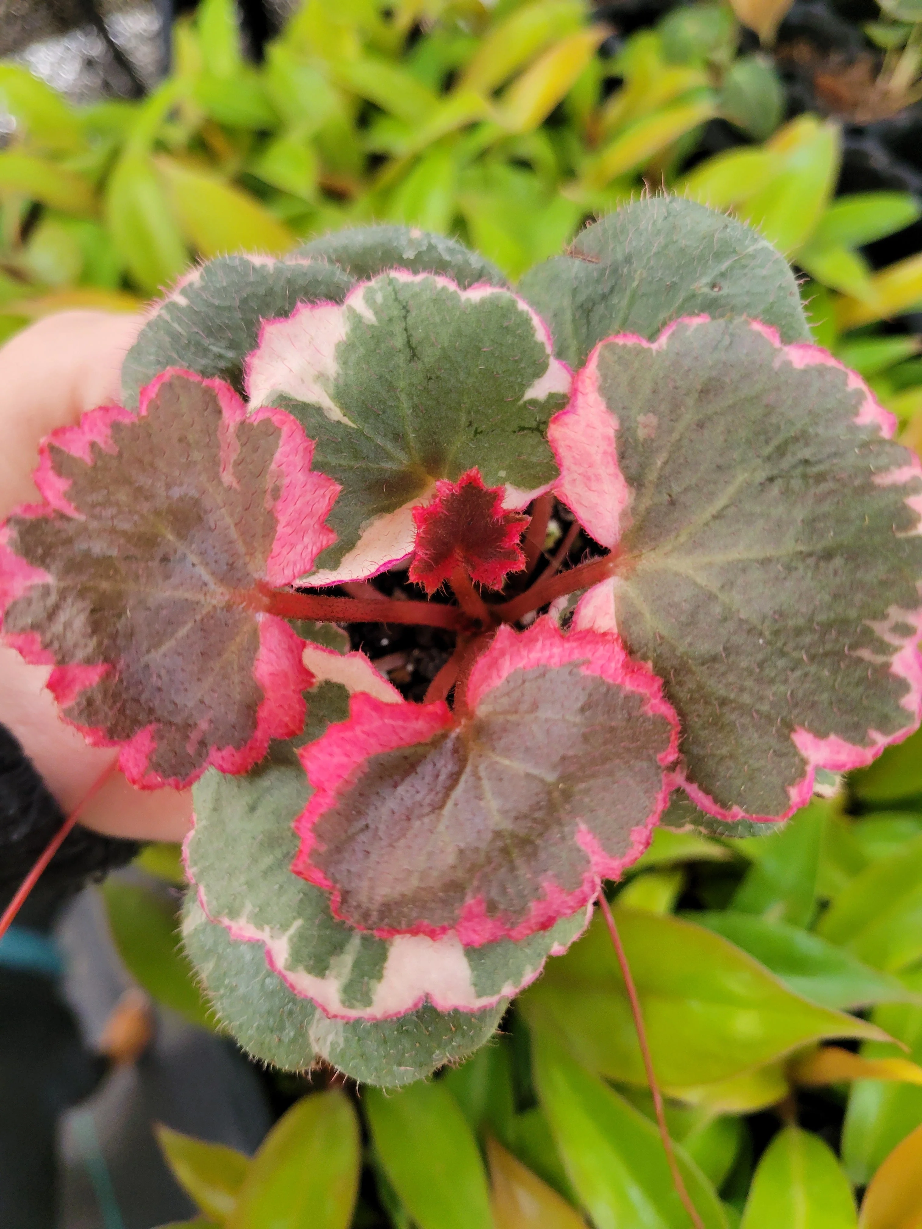 Variegated Strawberry Begonia - Image 2