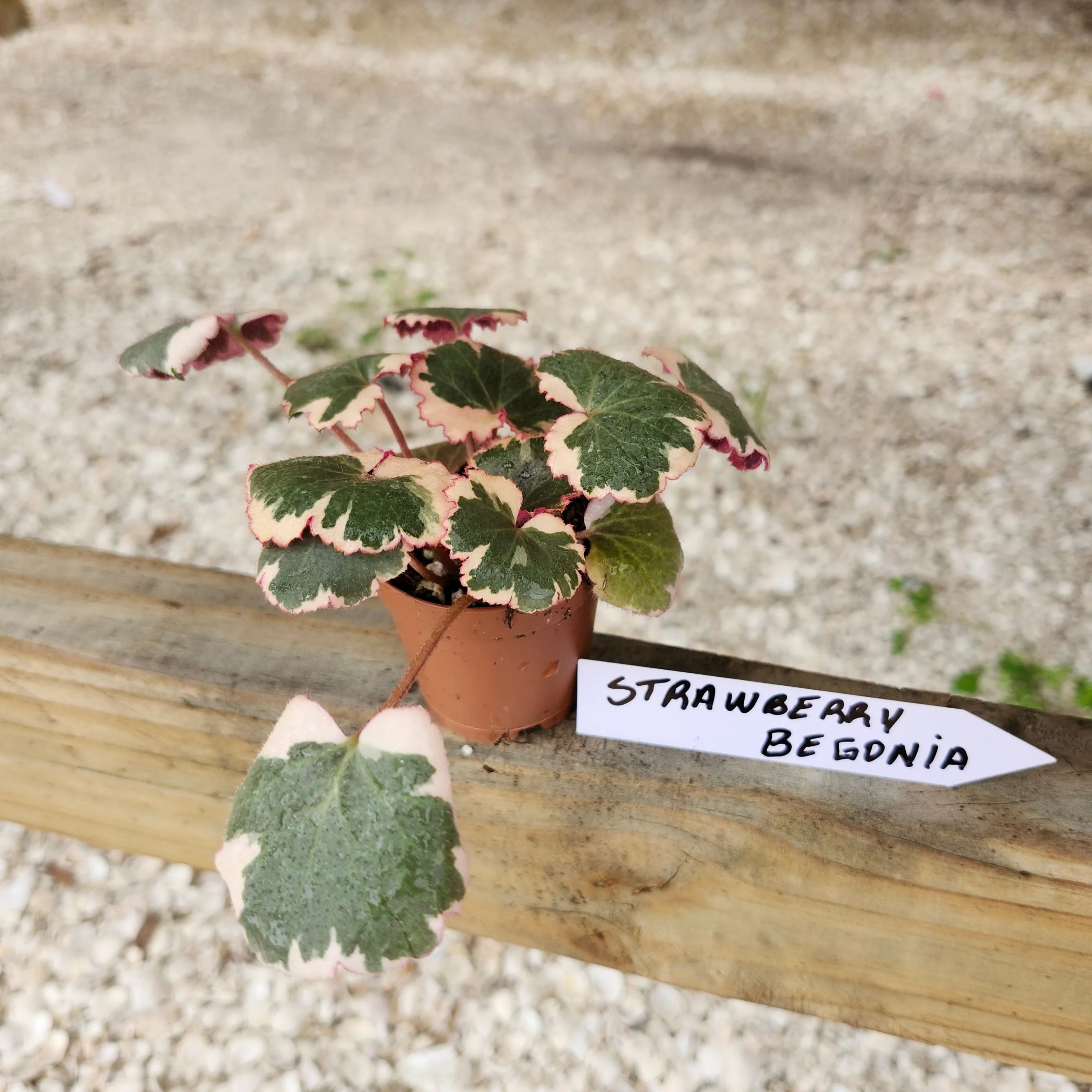 Variegated Strawberry Begonia - Image 3