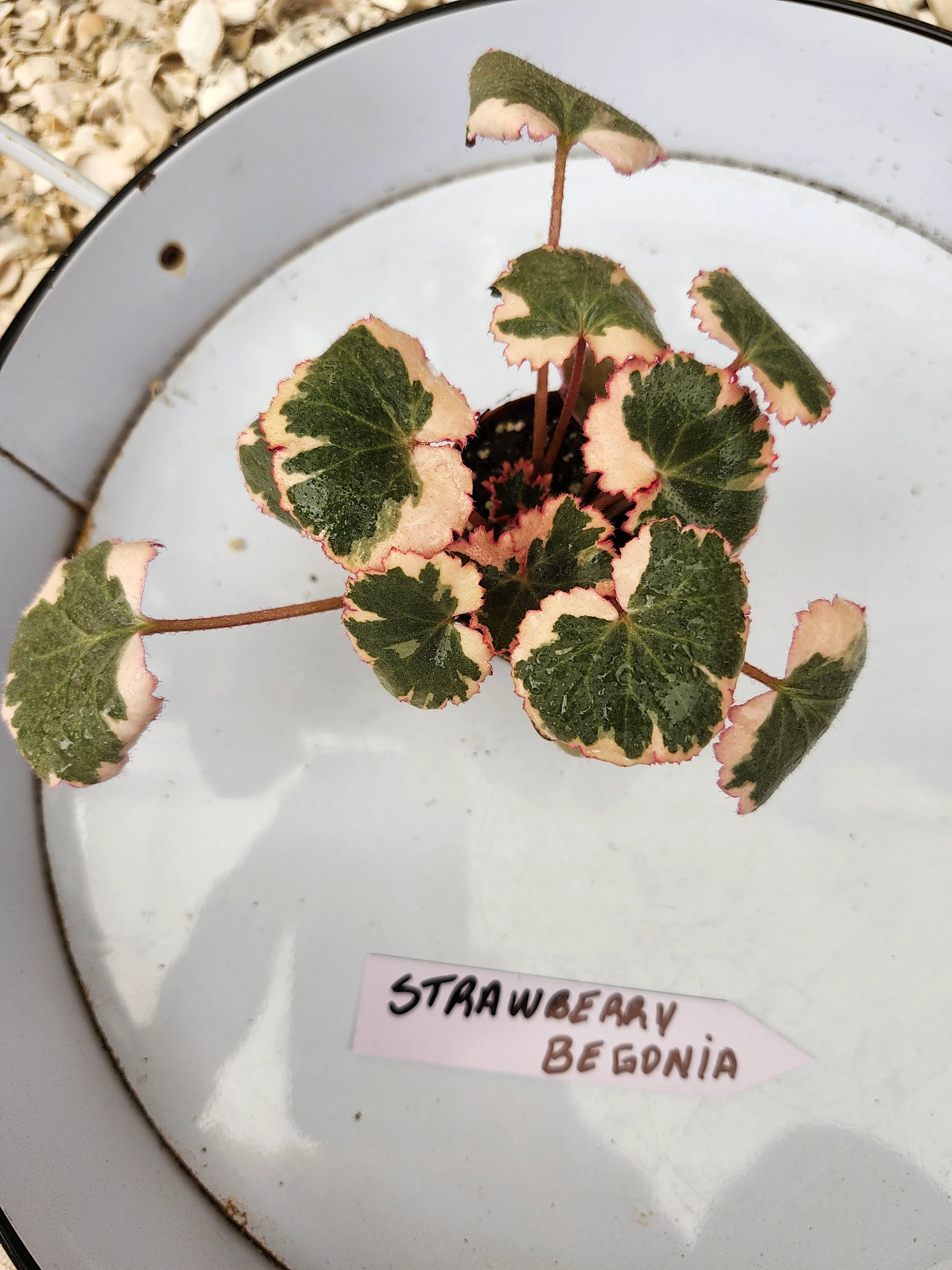 Variegated Strawberry Begonia - Image 5