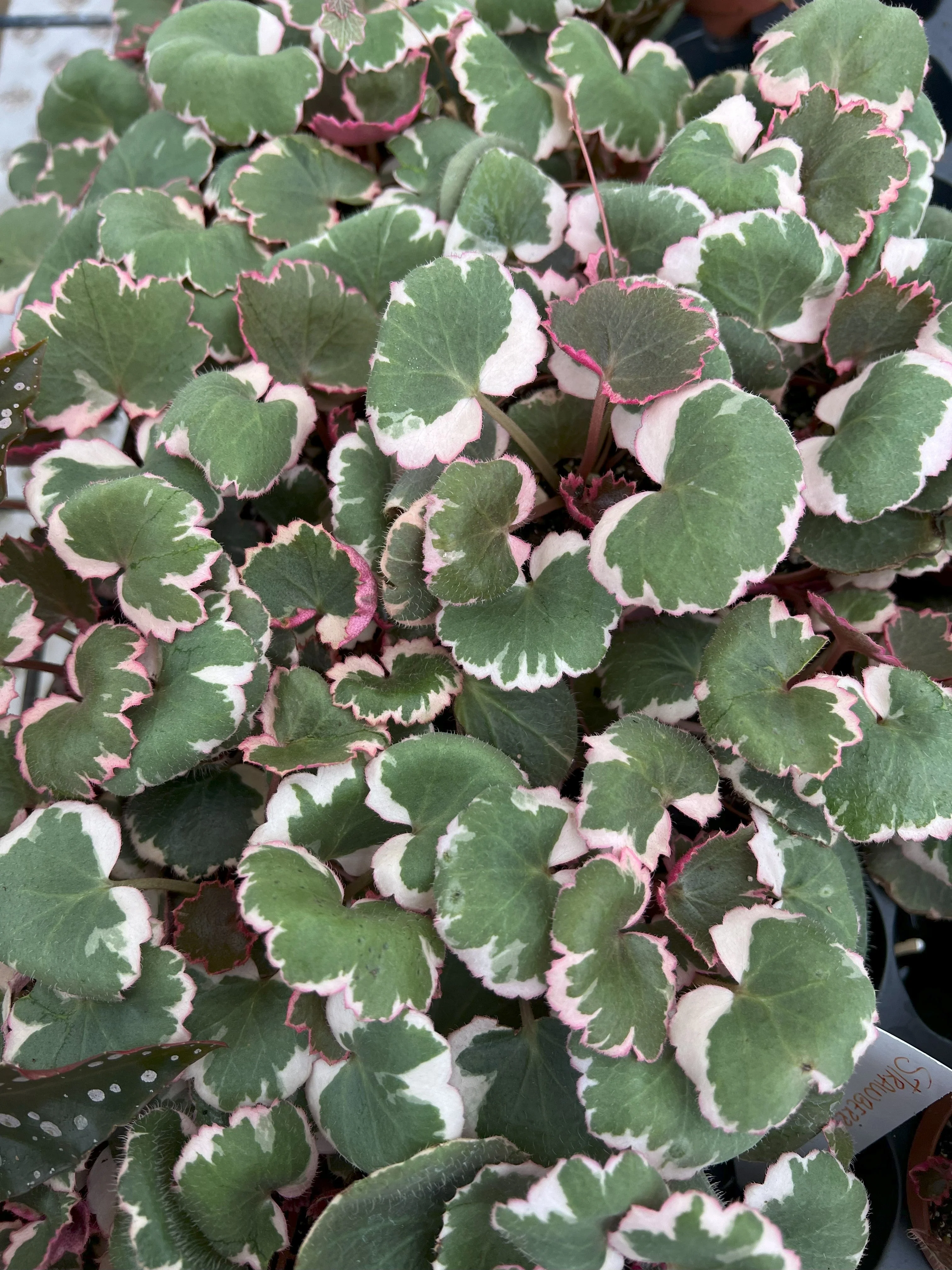 Variegated Strawberry Begonia - Image 6