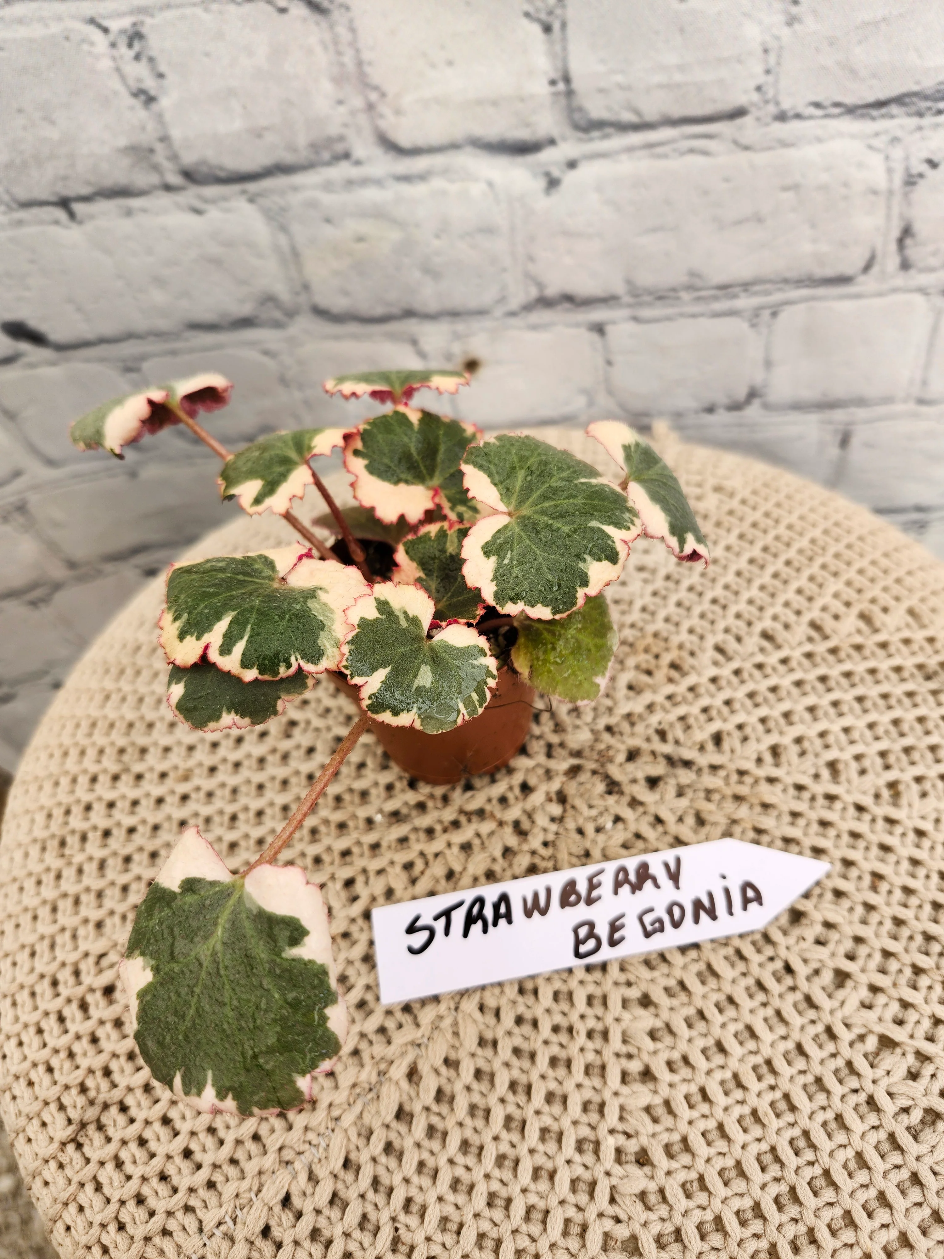 Variegated Strawberry Begonia - Image 8