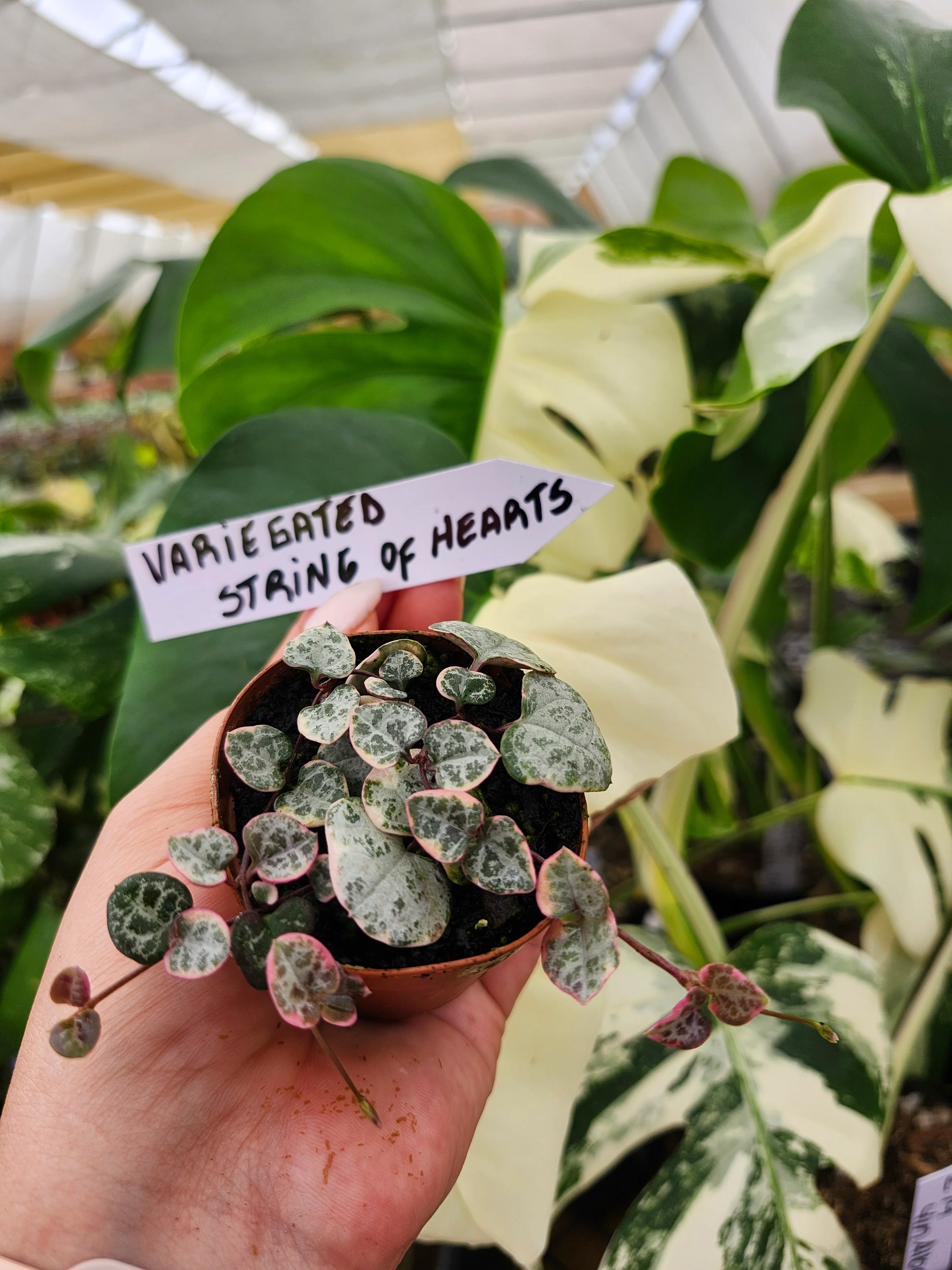 Variegated String of Hearts