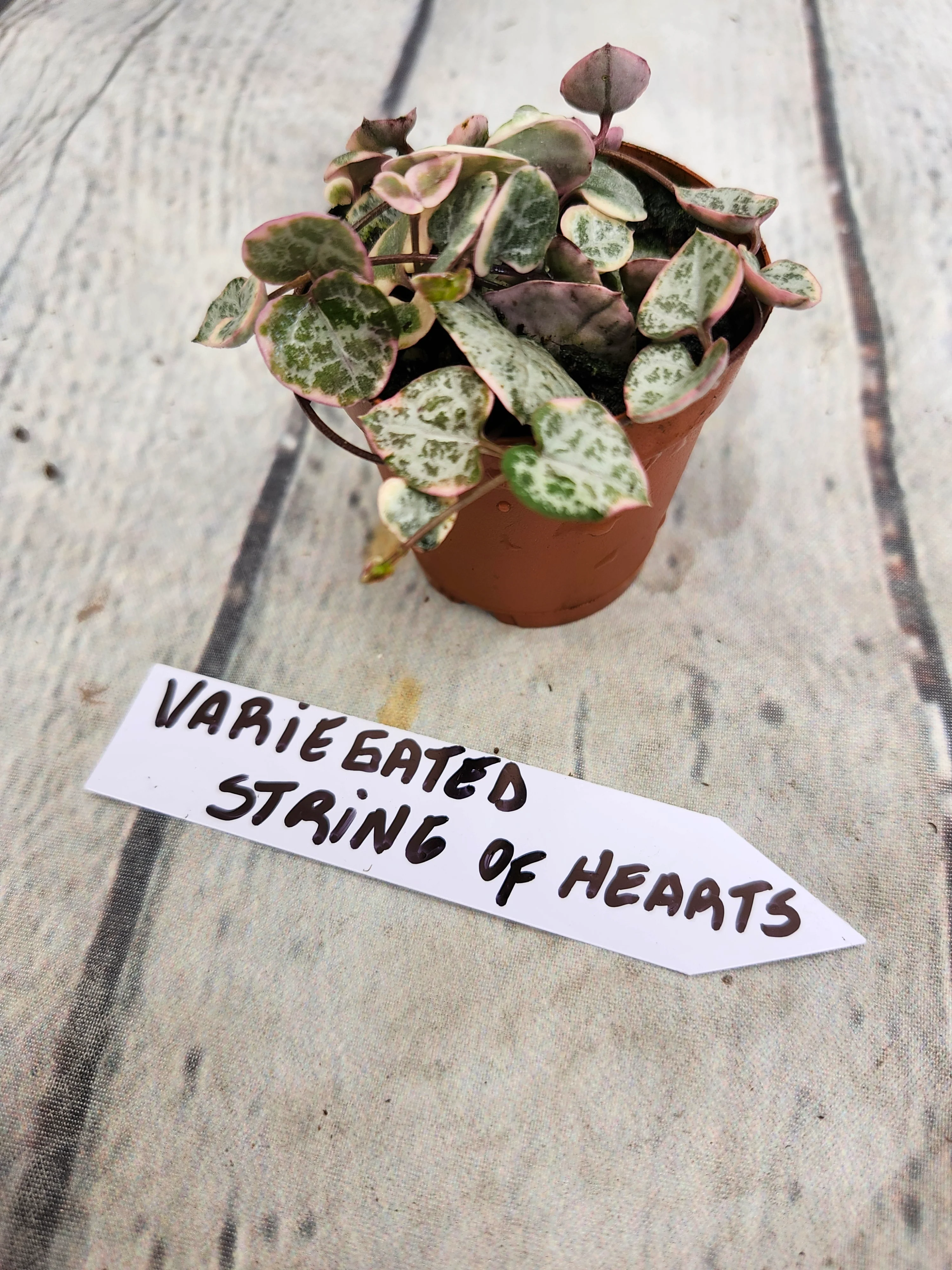 Variegated String of Hearts - Image 3