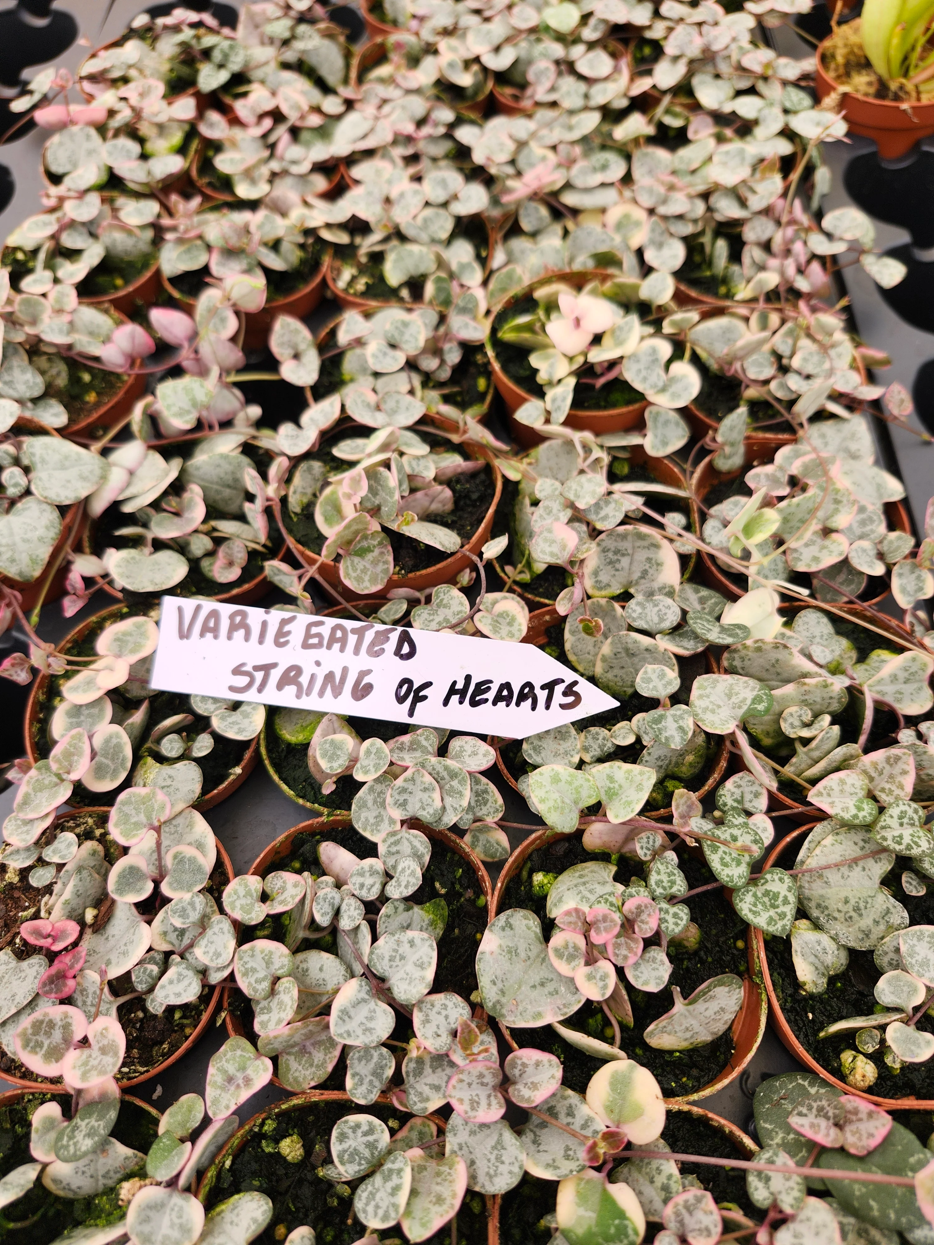 Variegated String of Hearts - Image 4