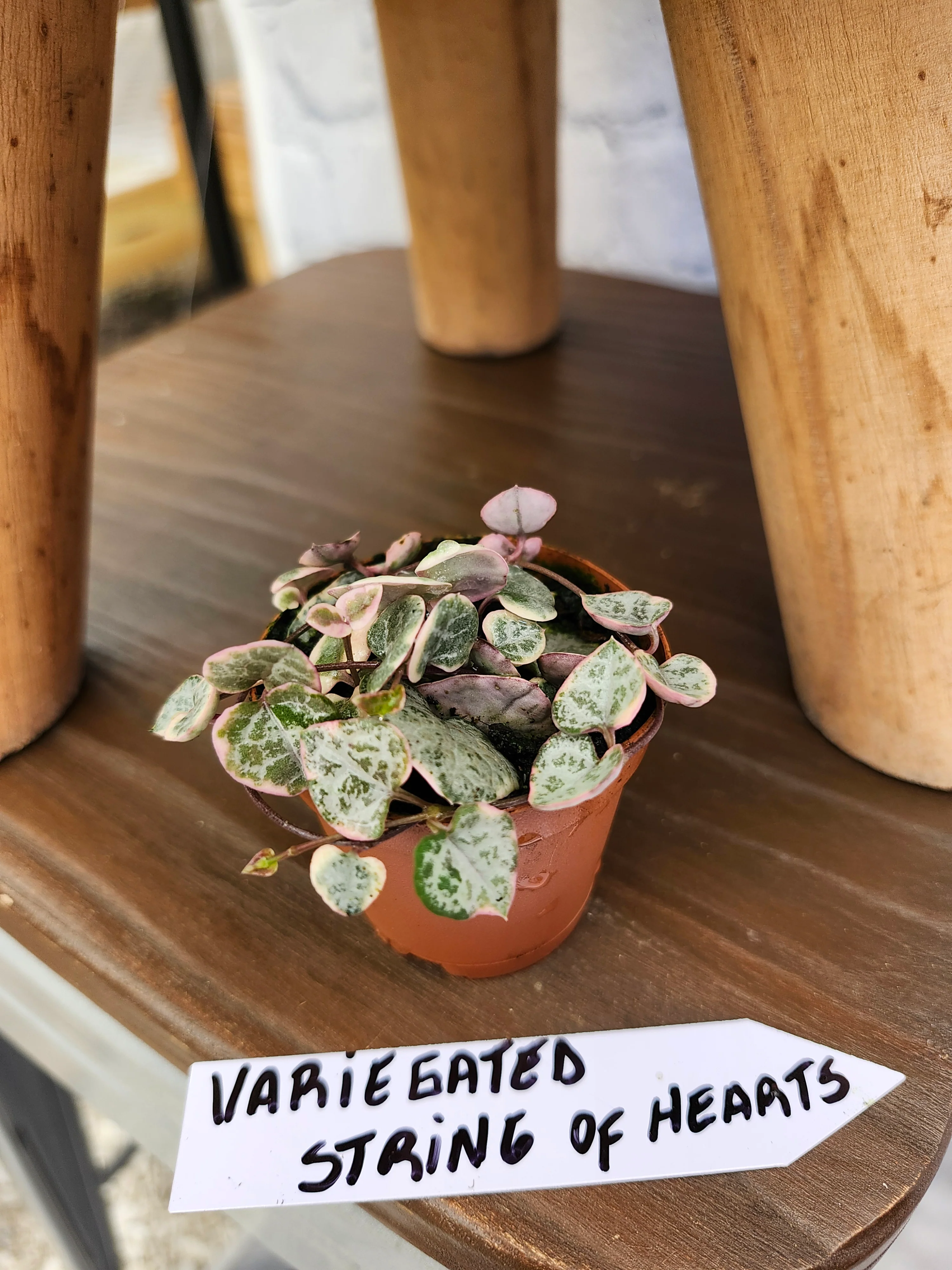 Variegated String of Hearts - Image 5