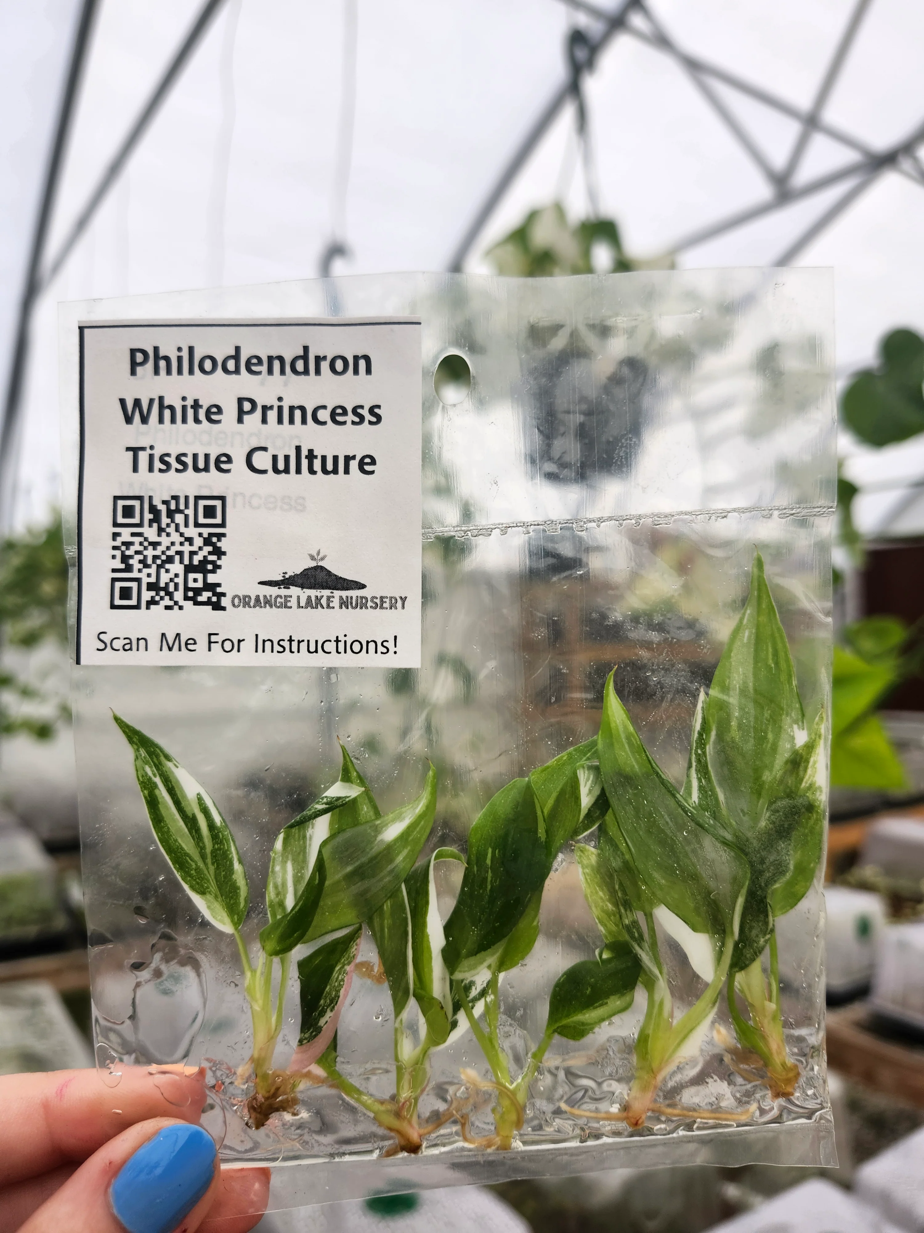 Philodendron White Princess Tissue Culture (5 Pack)