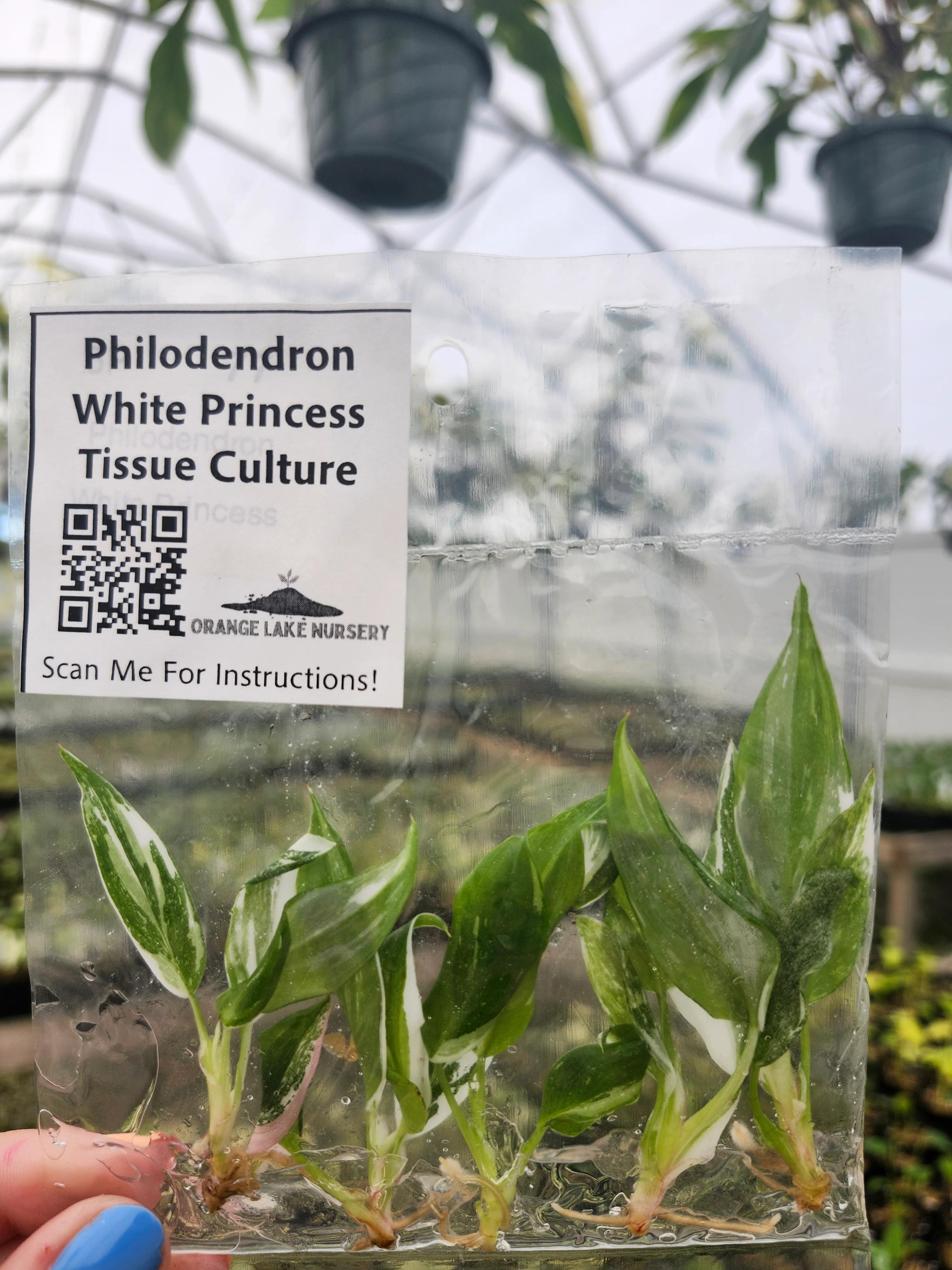Philodendron White Princess Tissue Culture (5 Pack) - Image 2