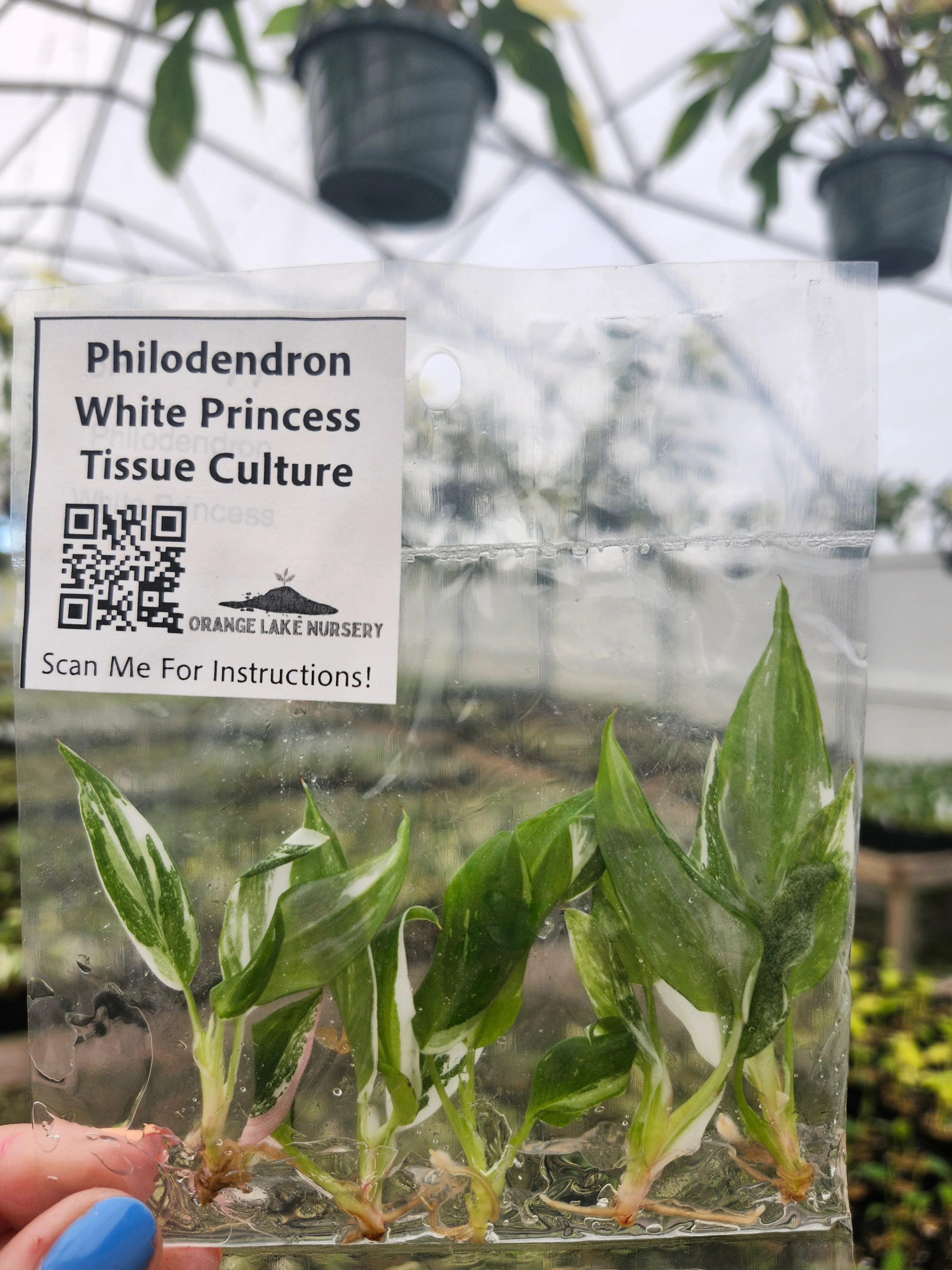 Philodendron White Princess Tissue Culture (5 Pack) - Image 3