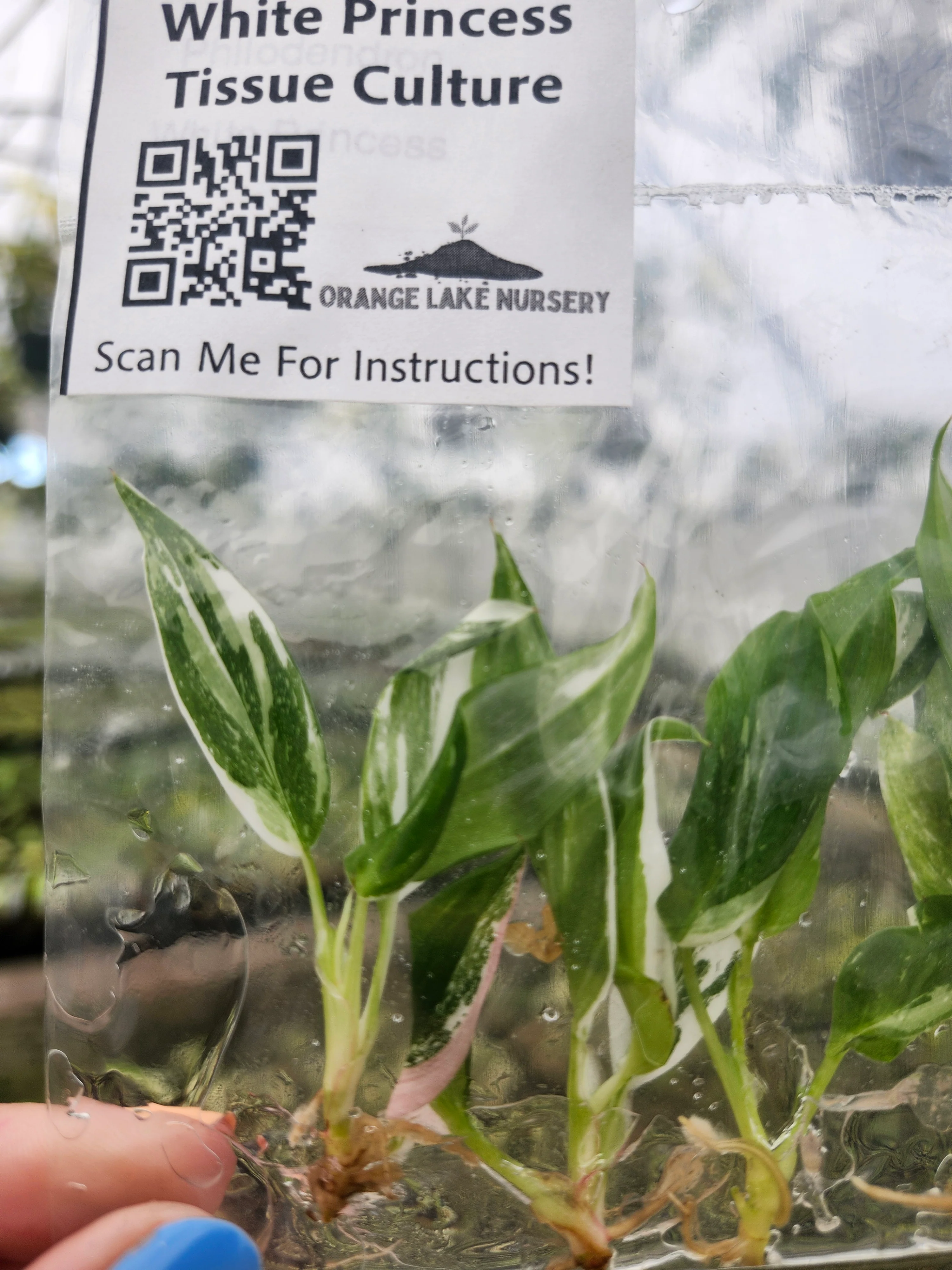 Philodendron White Princess Tissue Culture (5 Pack) - Image 4