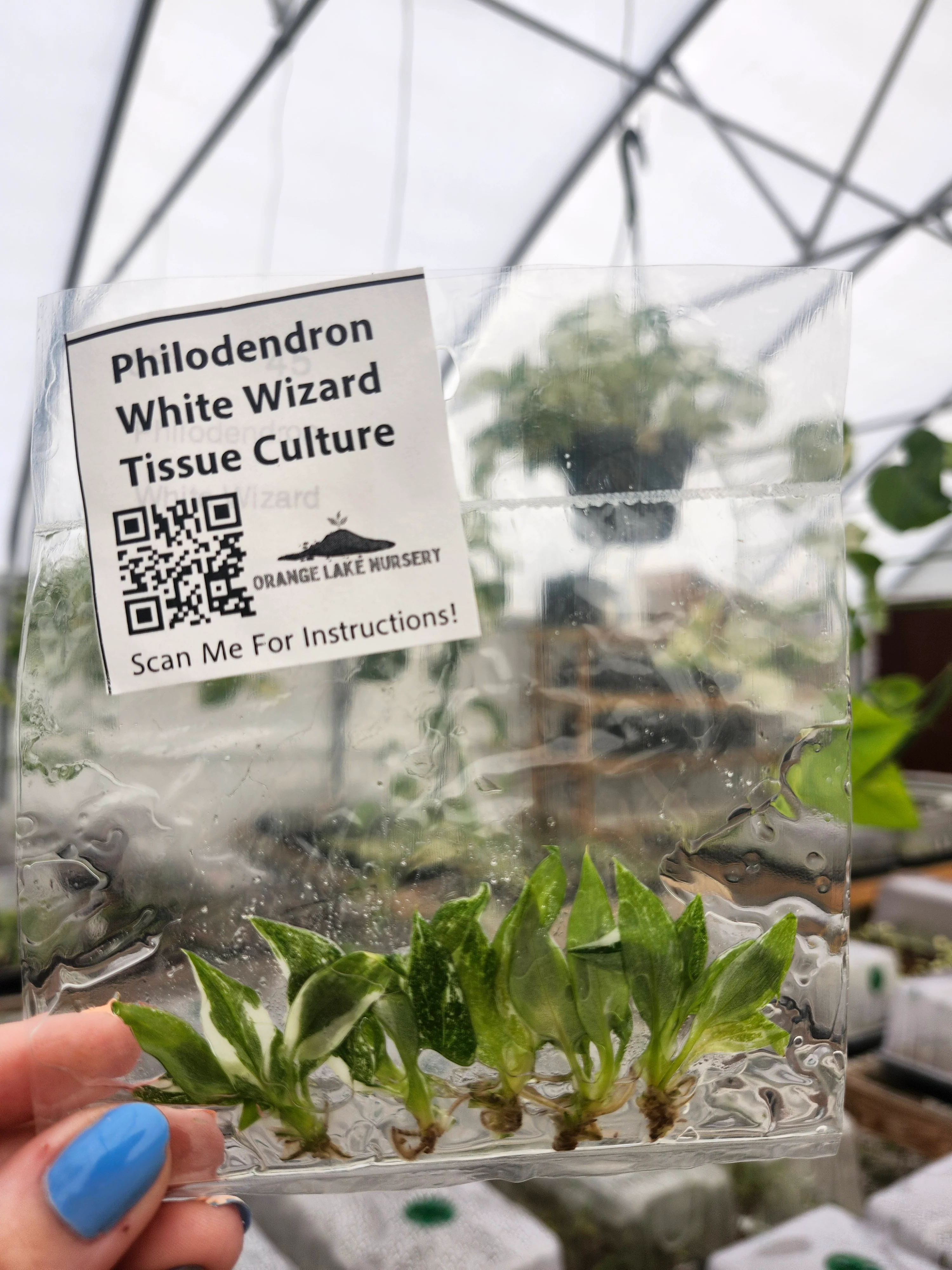 Philodendron White Wizard Tissue Culture (5 Pack) - Image 5