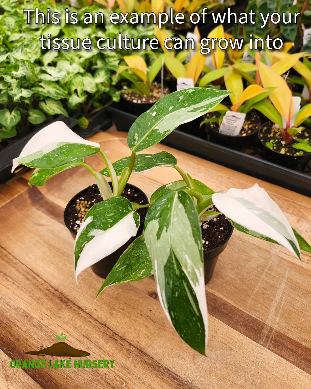 Philodendron White Wizard Tissue Culture (5 Pack) - Image 6